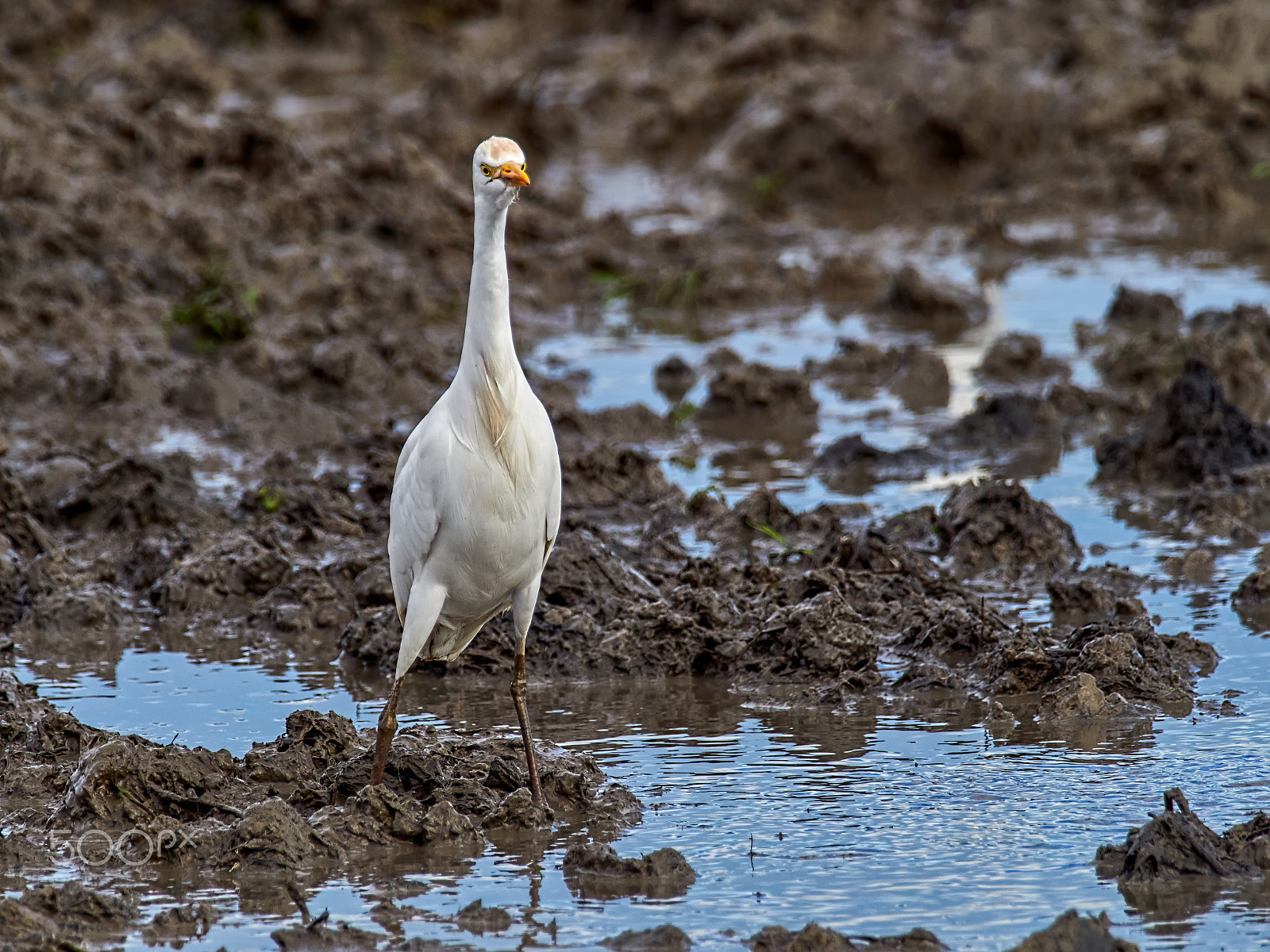 M.300mm F4.0 + MC-14 sample photo. Ardea alba photography