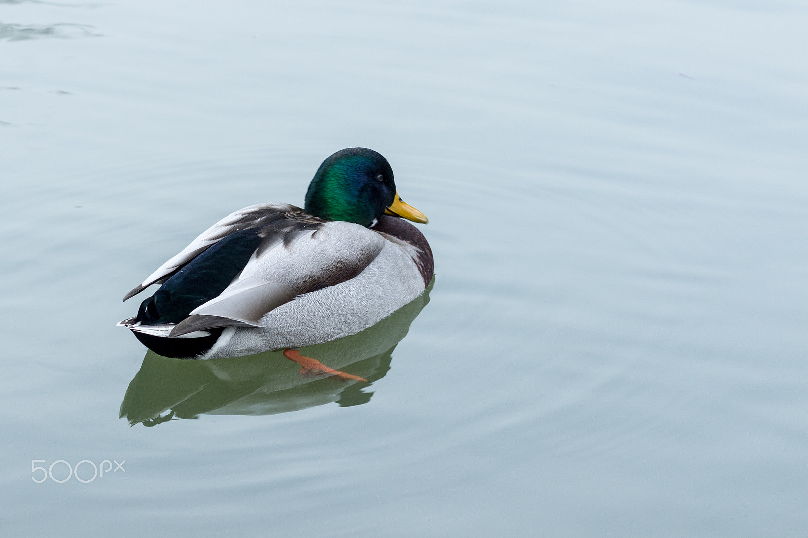 Canon EOS M + Canon EF 85mm F1.8 USM sample photo. A chilly mallard photography