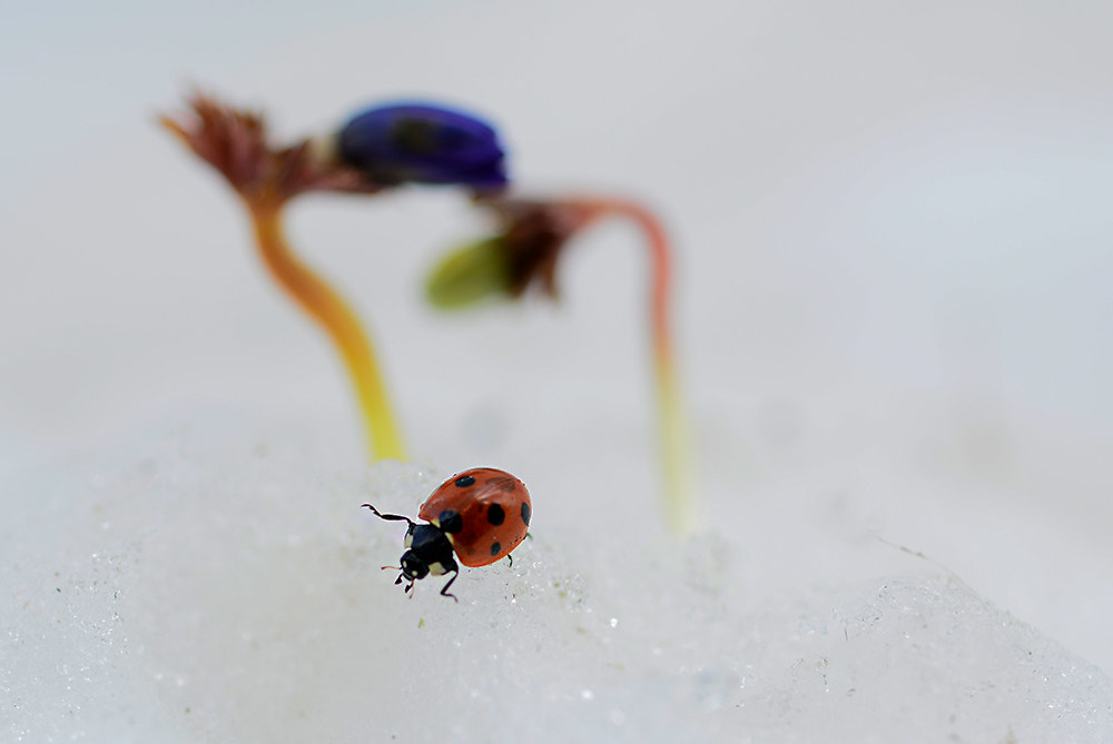 Nikon D7100 + Nikon AF Micro-Nikkor 60mm F2.8D sample photo. Uğur böceği photography
