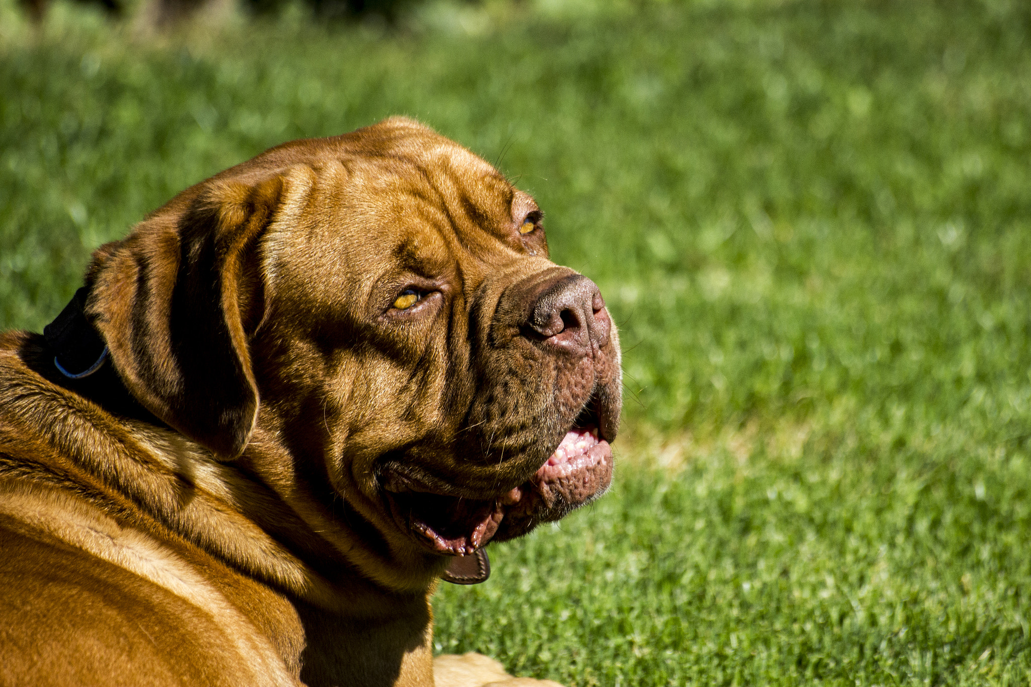 Sigma 70-300mm F4-5.6 APO DG Macro sample photo. Hooch photography
