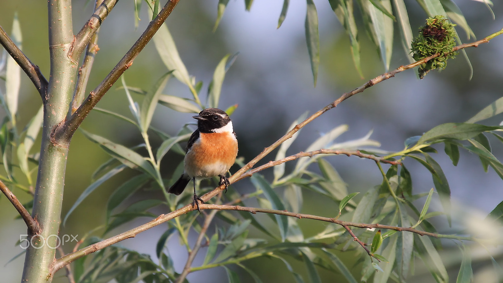 Canon EF 100-400mm F4.5-5.6L IS USM sample photo. European stonechat photography