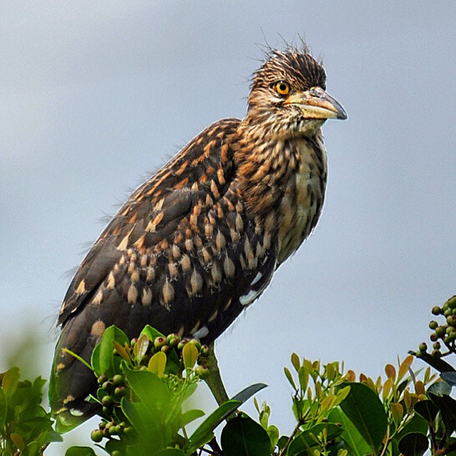 Nikon D300S sample photo. From egret family photography