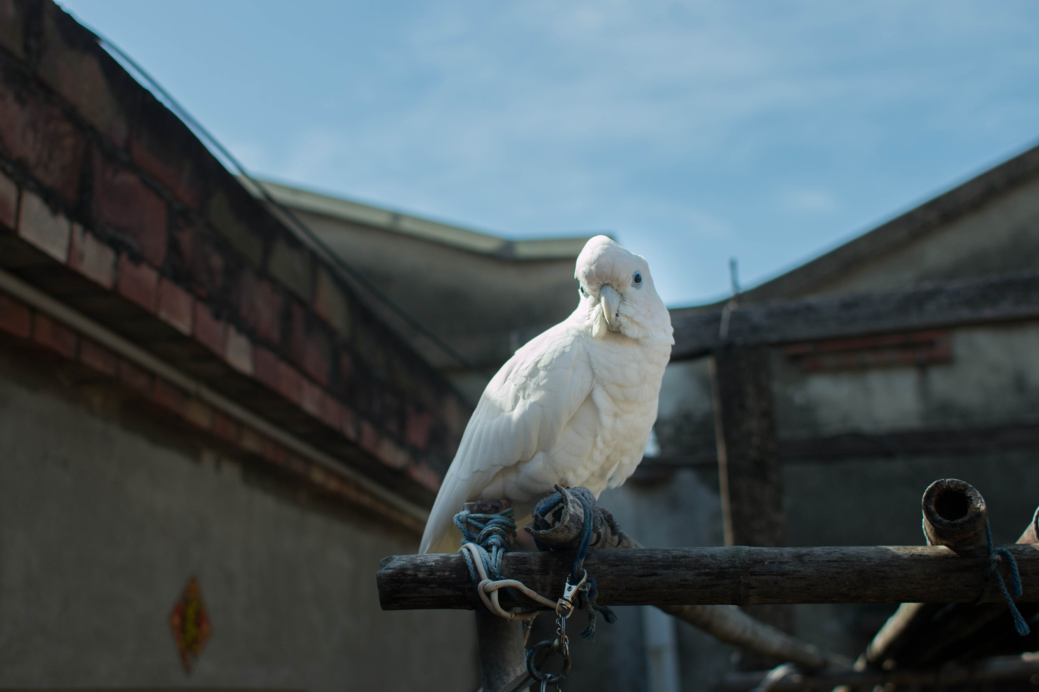 Canon EOS 70D + Canon EF 28mm F1.8 USM sample photo. Parrot photography