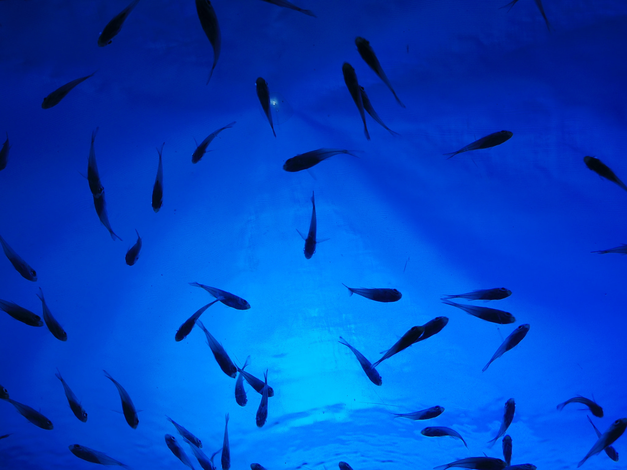 Pentax Q7 sample photo. Aquarium fish photography