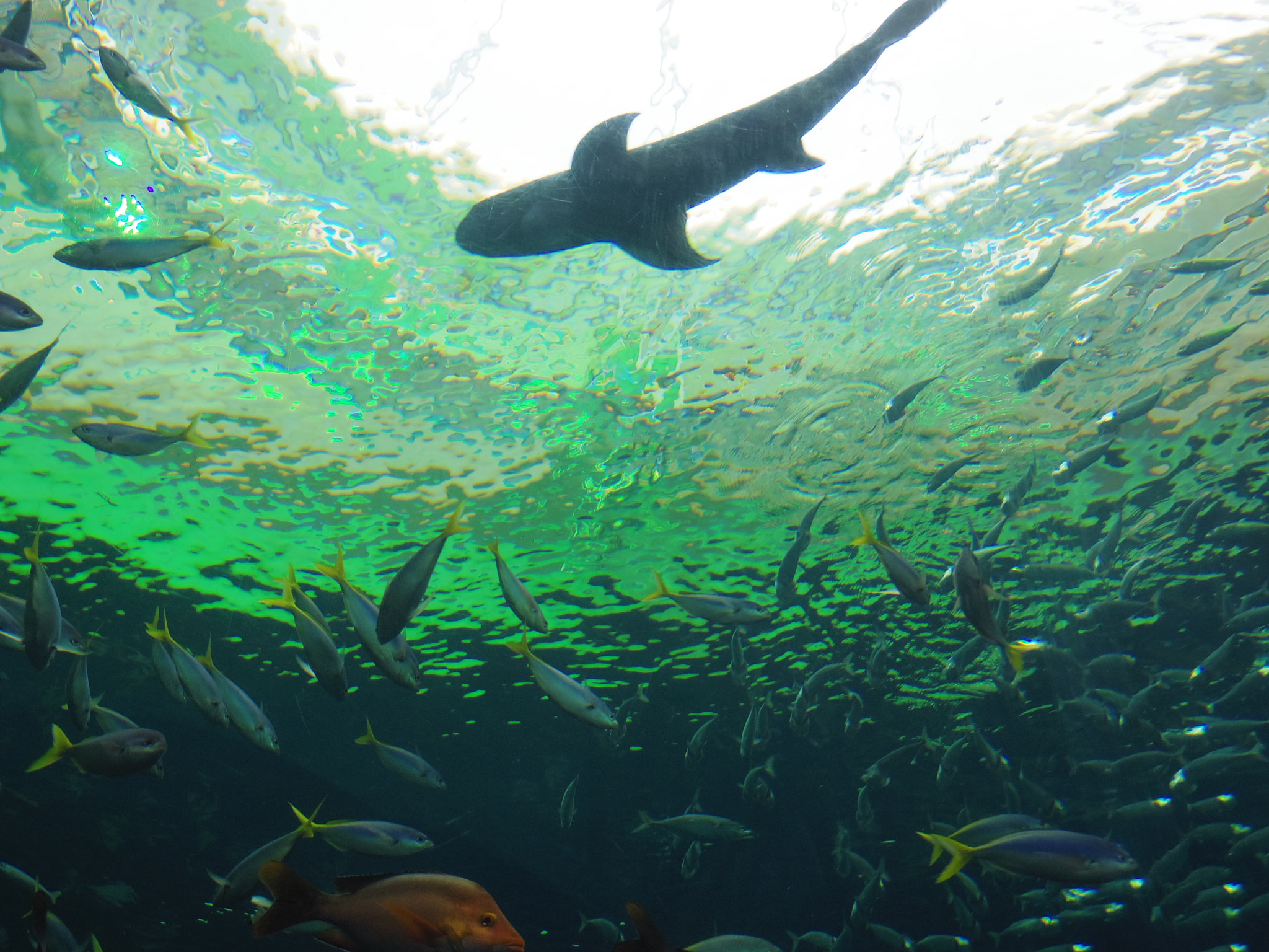 Pentax 02 Standard Zoom sample photo. Aquarium fish photography