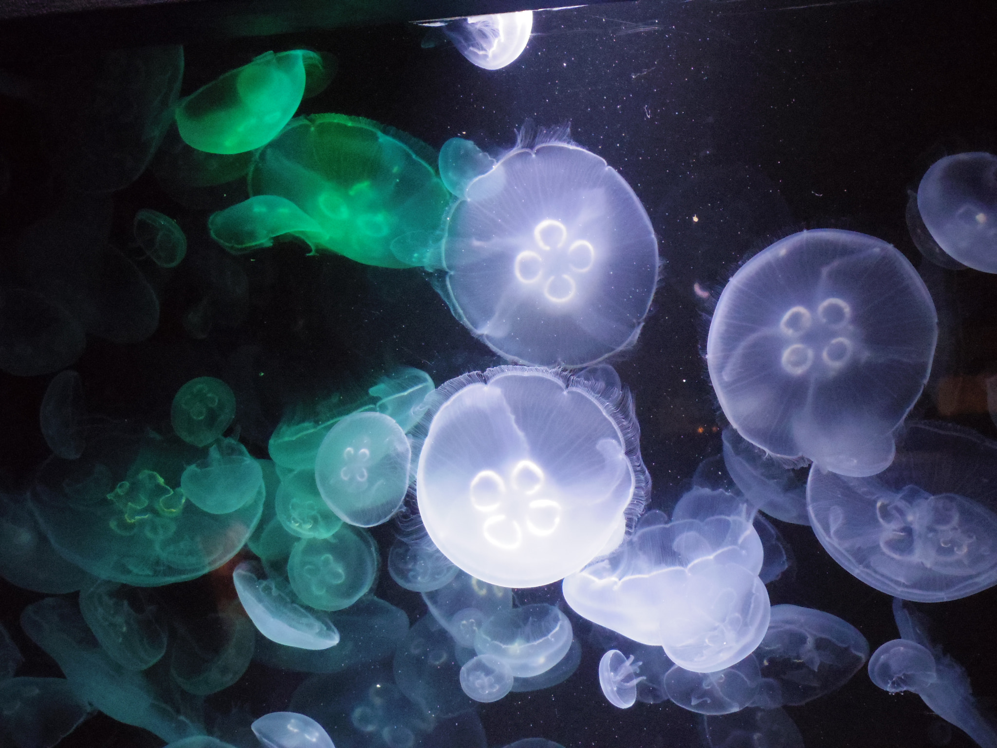 Pentax 02 Standard Zoom sample photo. Jellyfishes photography