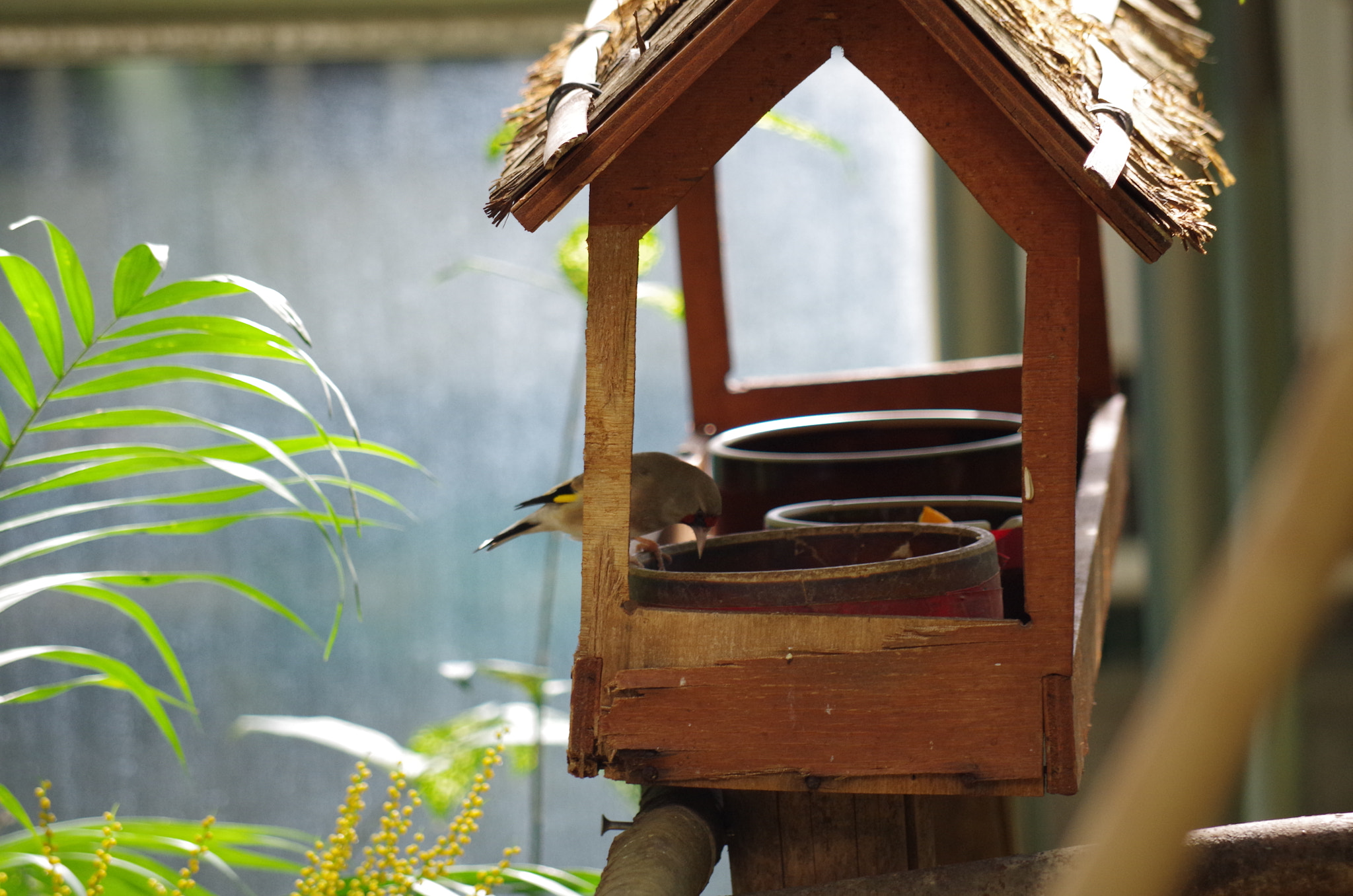 Pentax K-50 sample photo. Lunchtime of bird photography