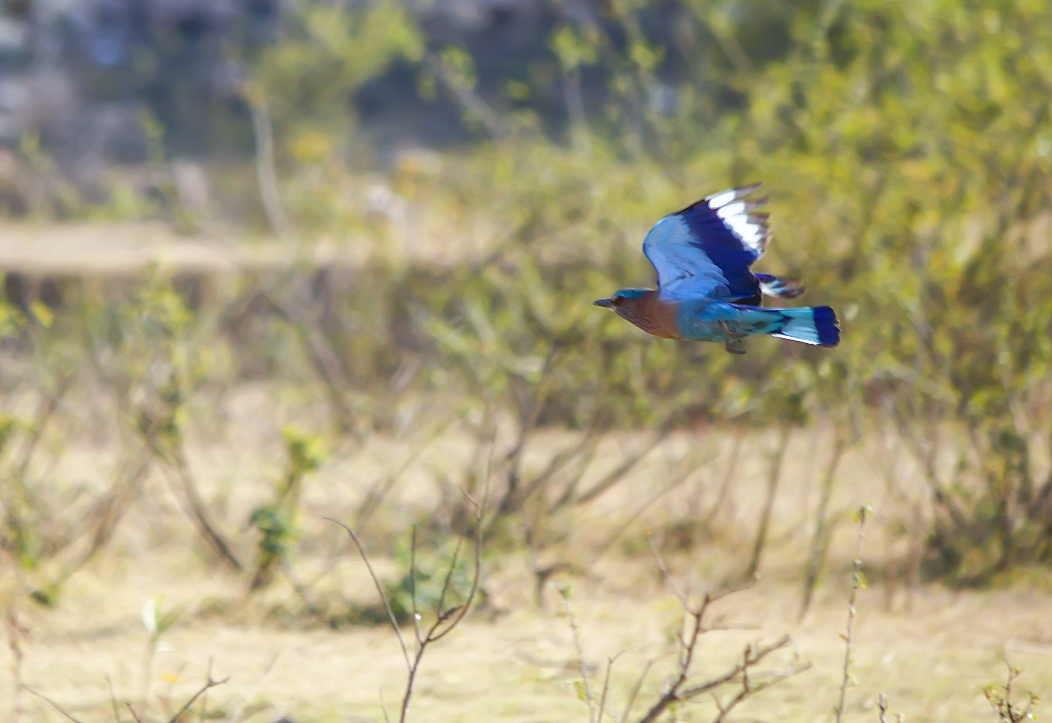 Canon EF-S 55-250mm F4-5.6 IS II sample photo. Indian roller photography