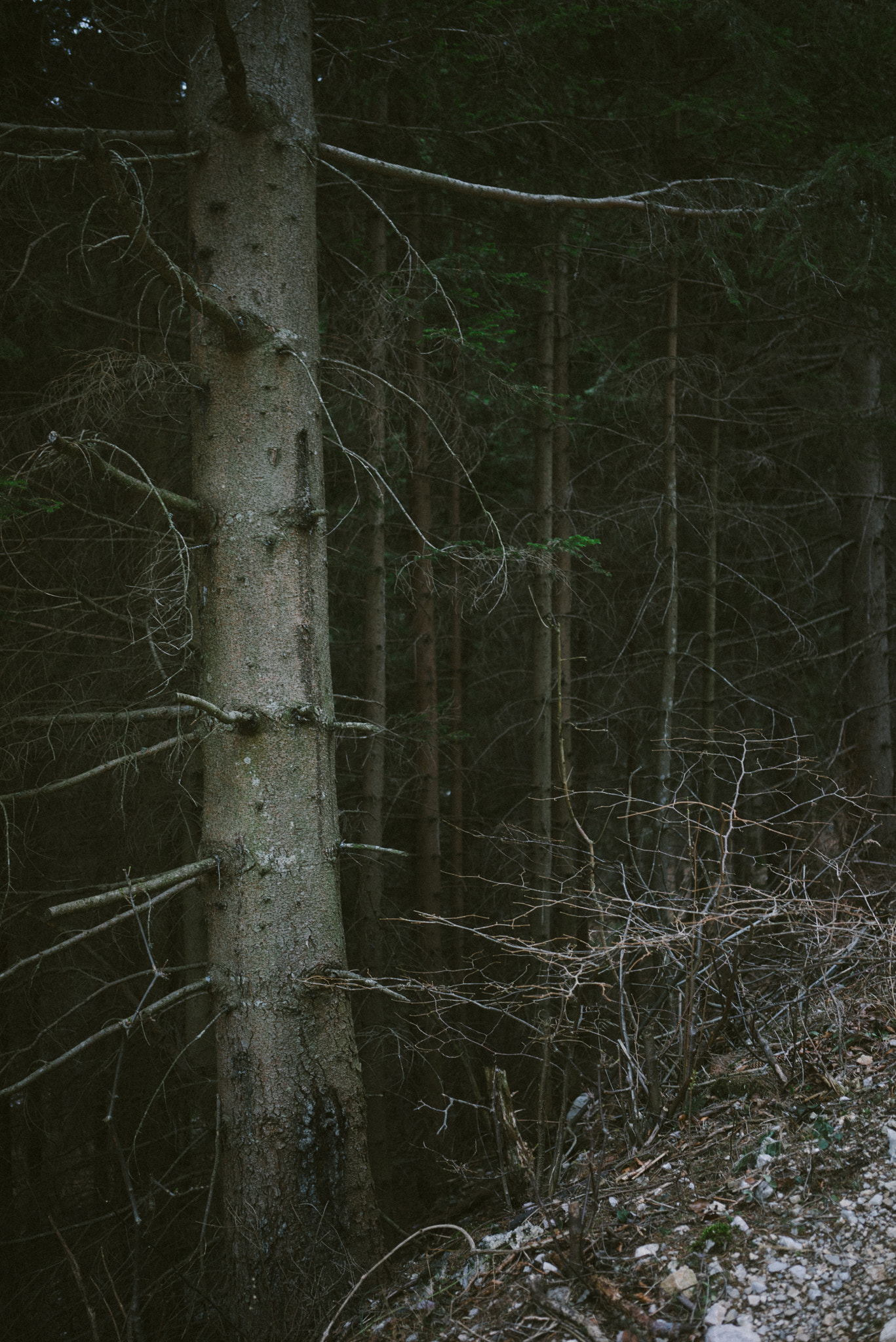 Sony a7R + Sony Sonnar T* FE 35mm F2.8 ZA sample photo. A tree photography
