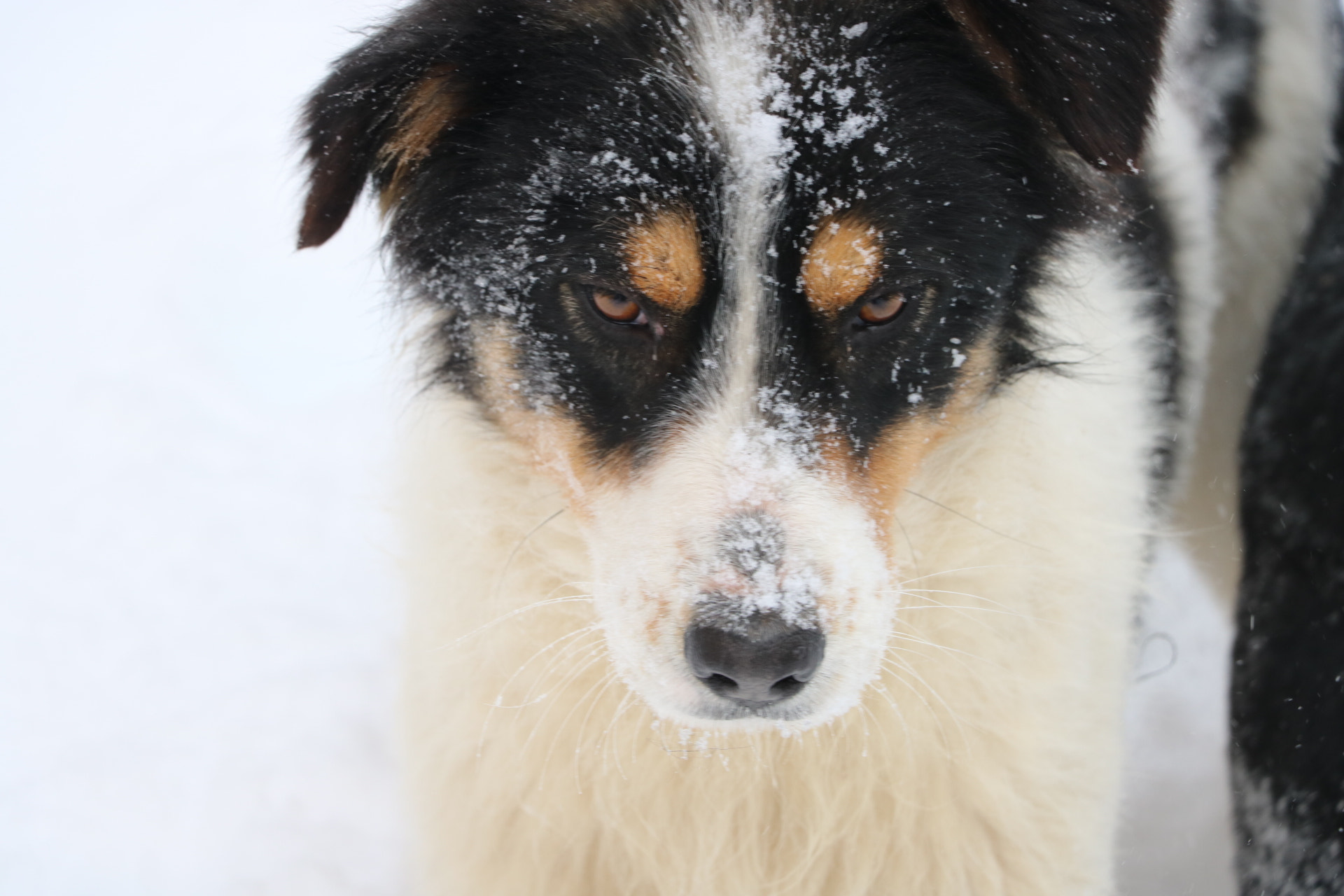 Canon EOS 750D (EOS Rebel T6i / EOS Kiss X8i) sample photo. Dog  photography