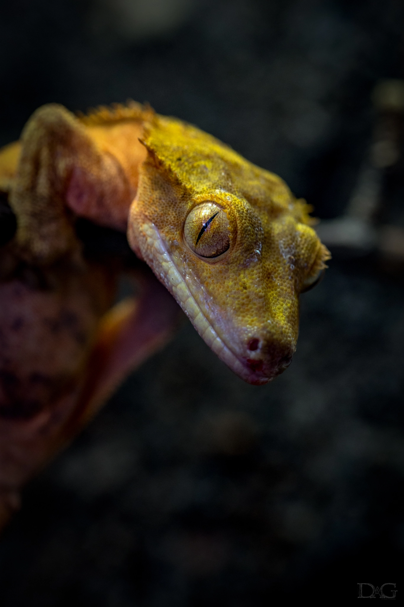 Sony a99 II + 105mm F2.8 sample photo. Rhacodactylus ciliatus - 04 photography