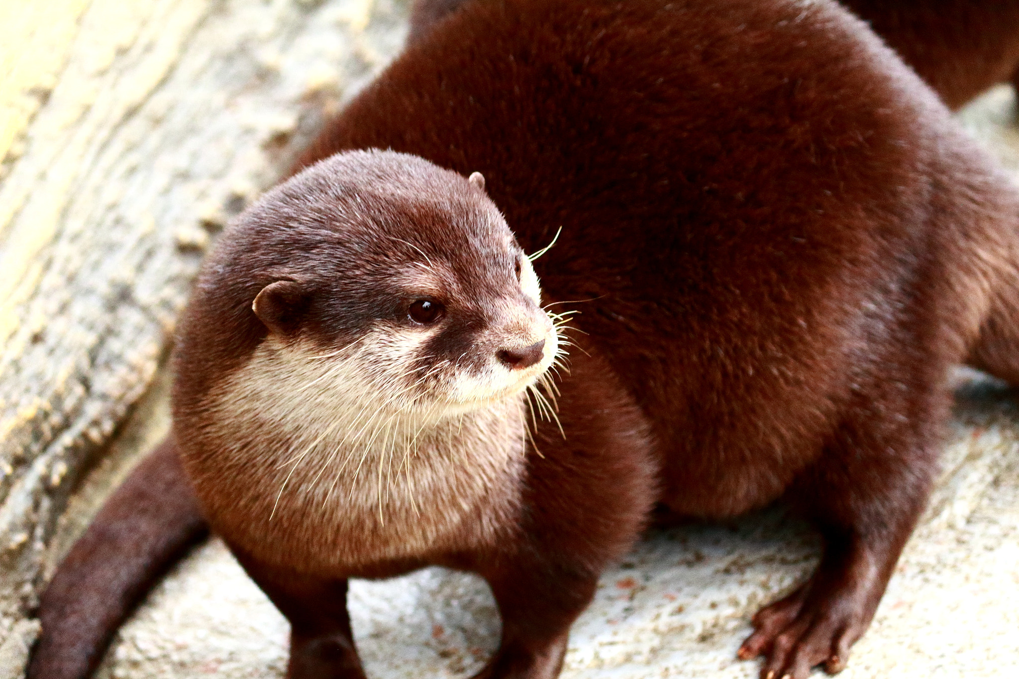 Canon EOS 100D (EOS Rebel SL1 / EOS Kiss X7) sample photo. Otter photography