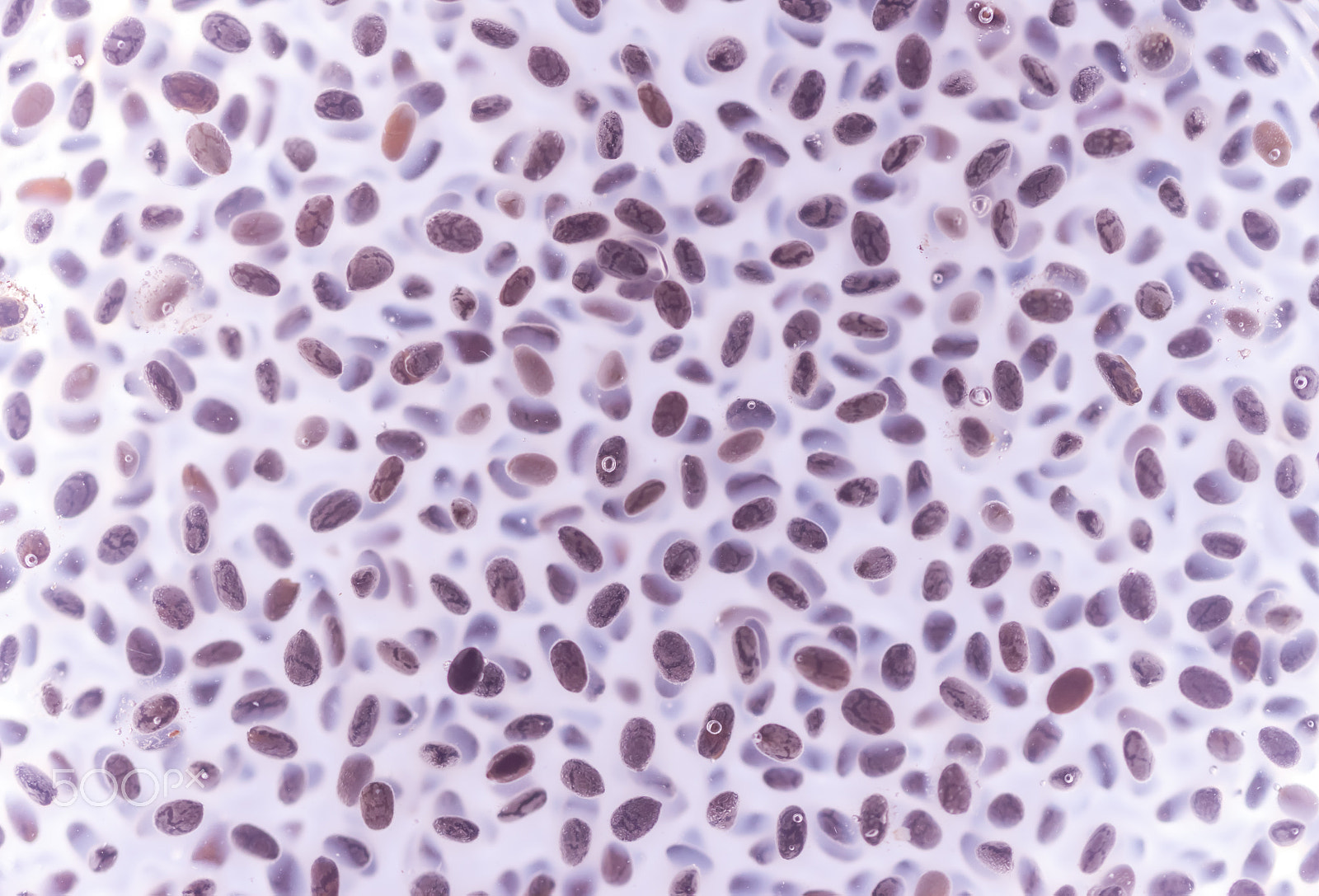 Canon EF 100mm F2.8 Macro USM sample photo. Chia seeds in water photography