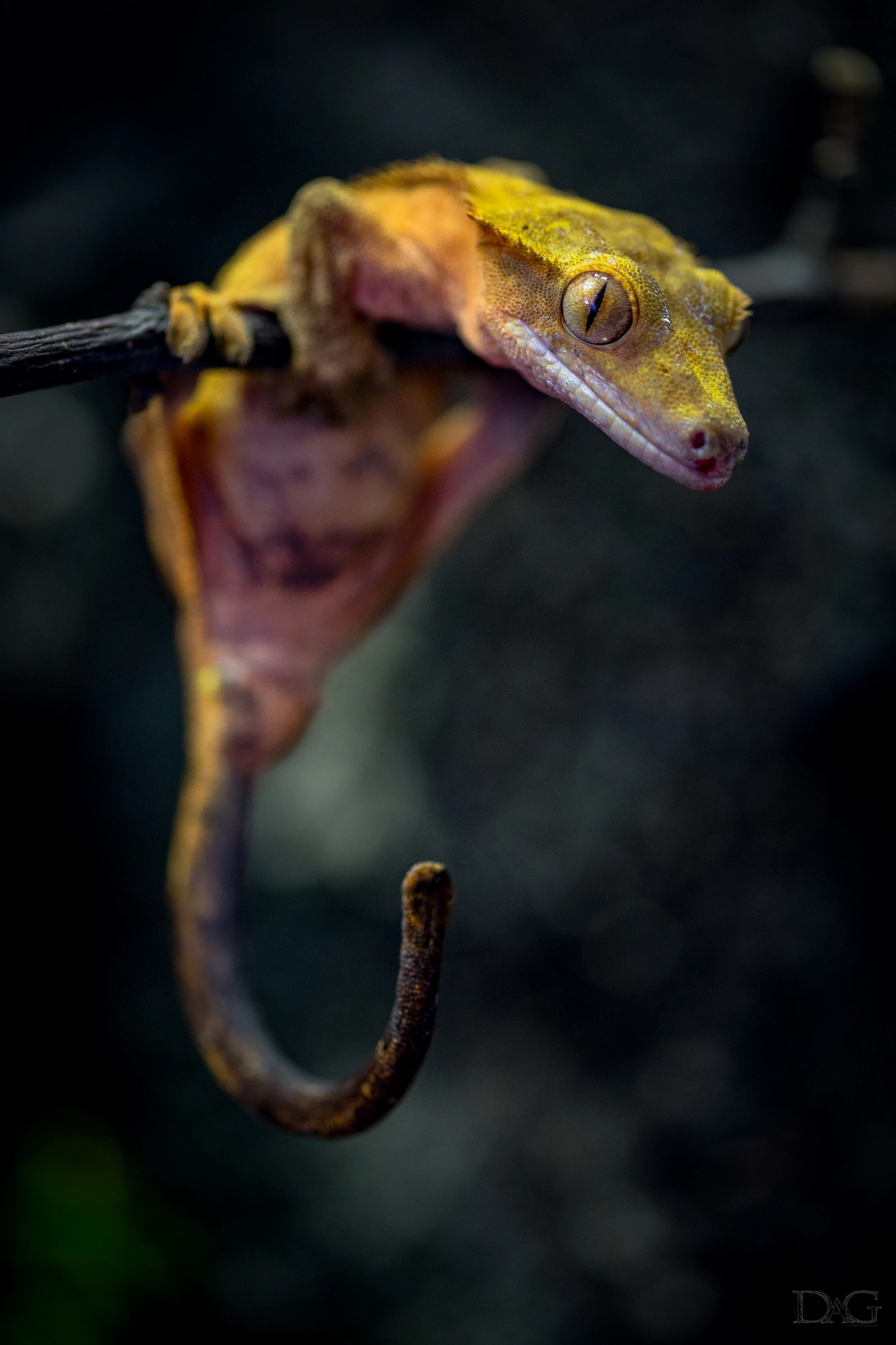 Sony a99 II + 105mm F2.8 sample photo. Rhacodactylus ciliatus - 05 photography