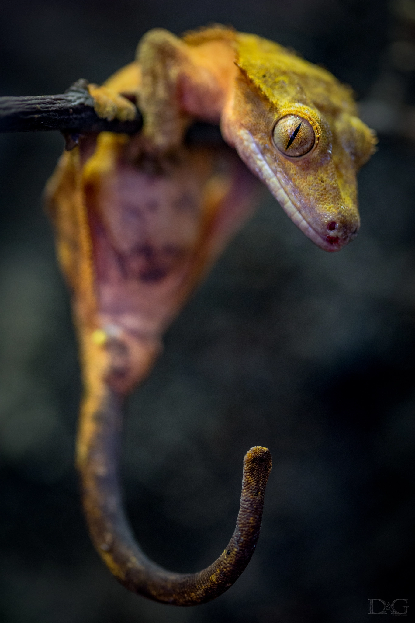 Sony a99 II + 105mm F2.8 sample photo. Rhacodactylus ciliatus - 06 photography