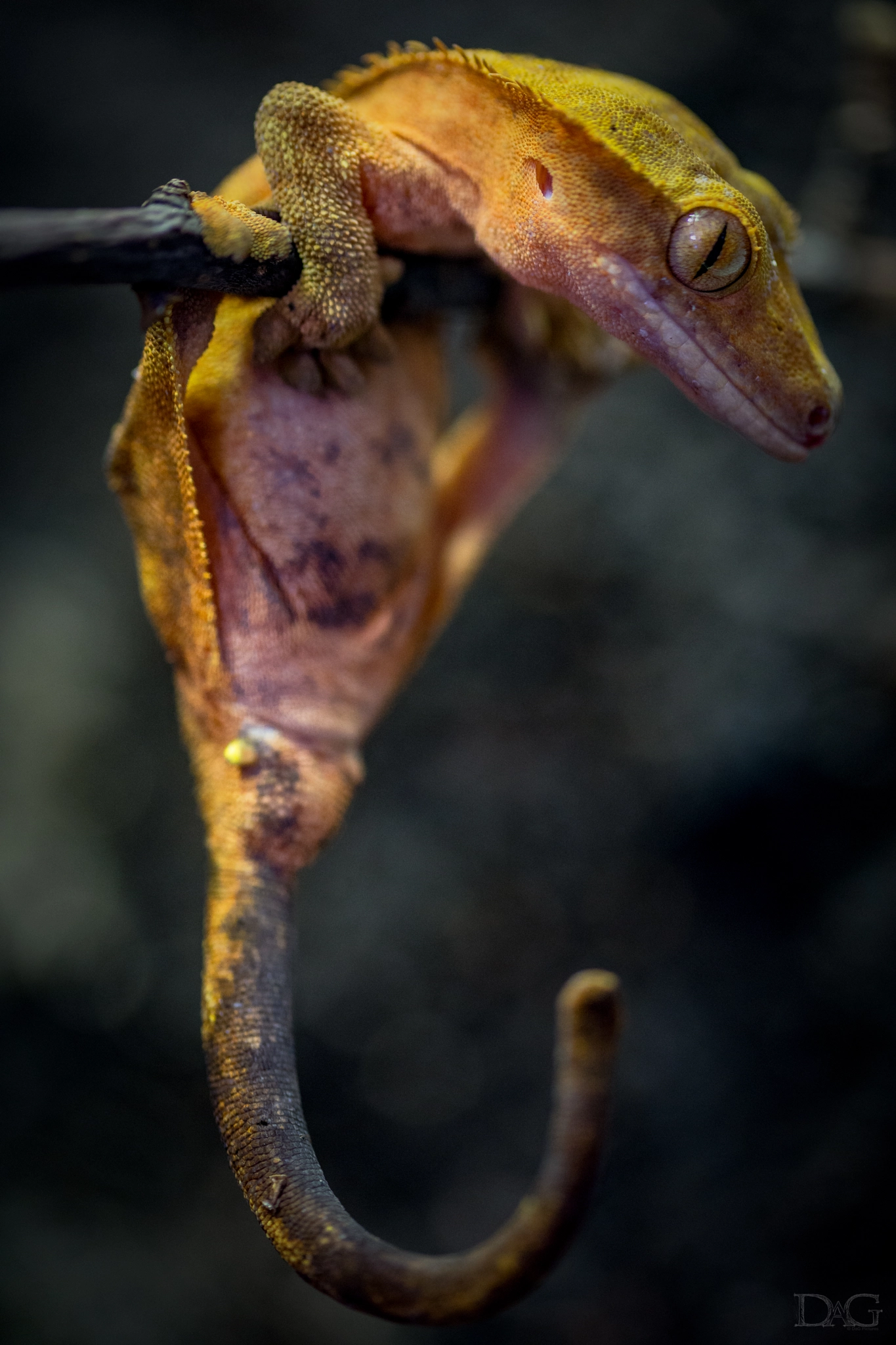 Sony a99 II + 105mm F2.8 sample photo. Rhacodactylus ciliatus - 07 photography