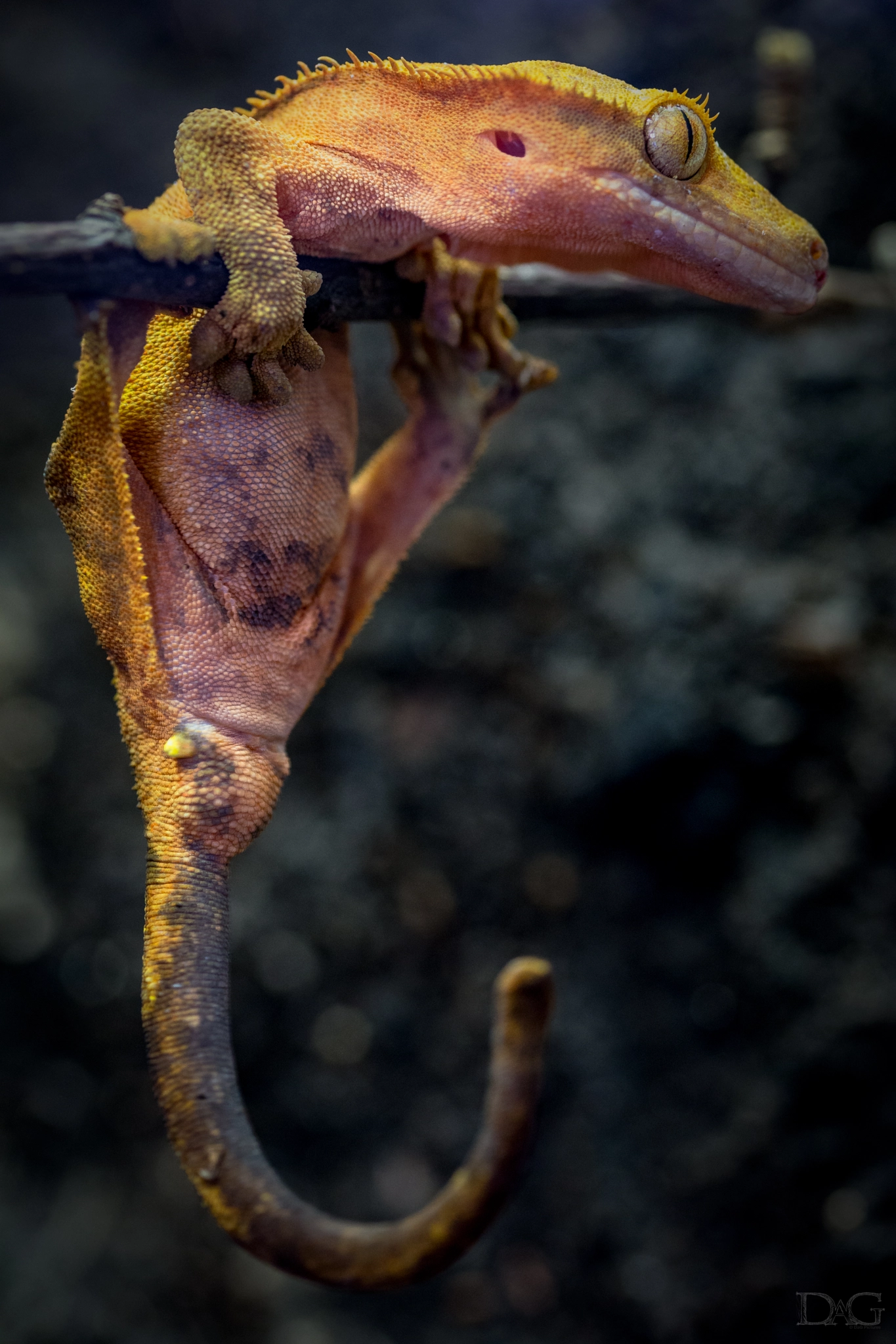 Sony a99 II + 105mm F2.8 sample photo. Rhacodactylus ciliatus - 08 photography
