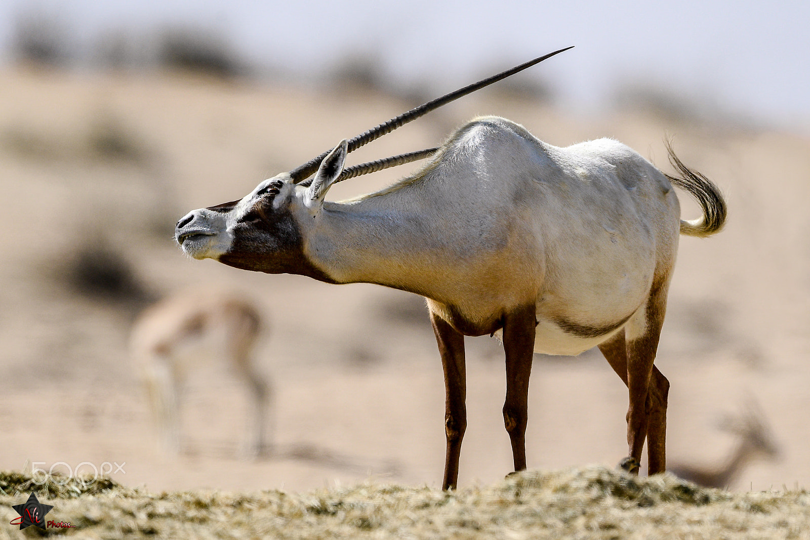 Nikon AF-S Nikkor 600mm F4E FL ED VR sample photo. Arabian oryx photography