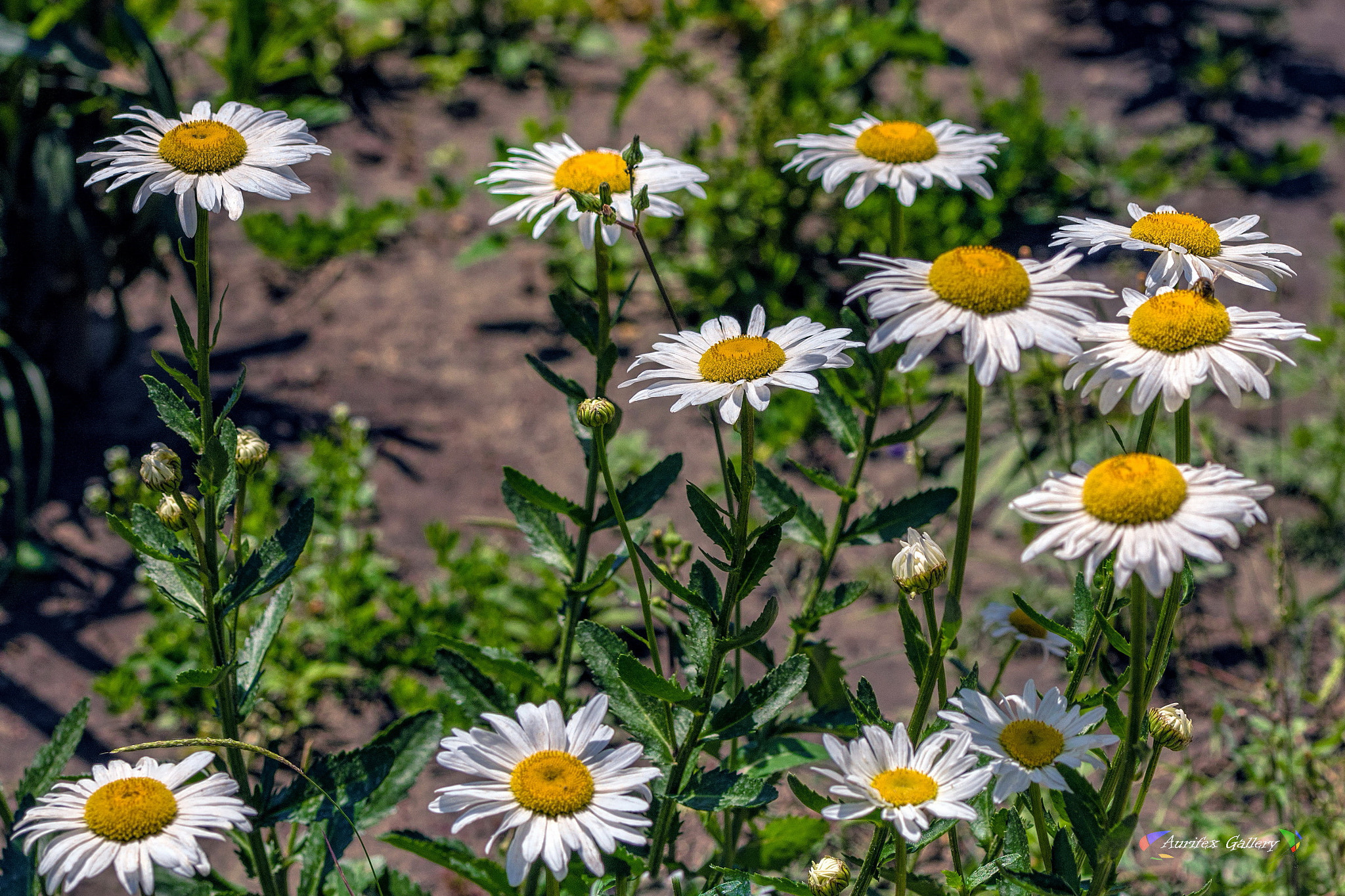 Nikon AF-S Nikkor 70-200mm F2.8G ED VR II sample photo. Camomile photography