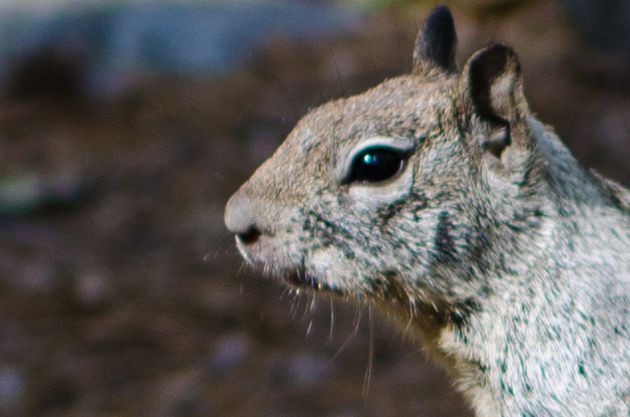 Nikon D5100 + Nikon AF-S Nikkor 28mm F1.8G sample photo. Squirrel in yosemite n.p., usa photography