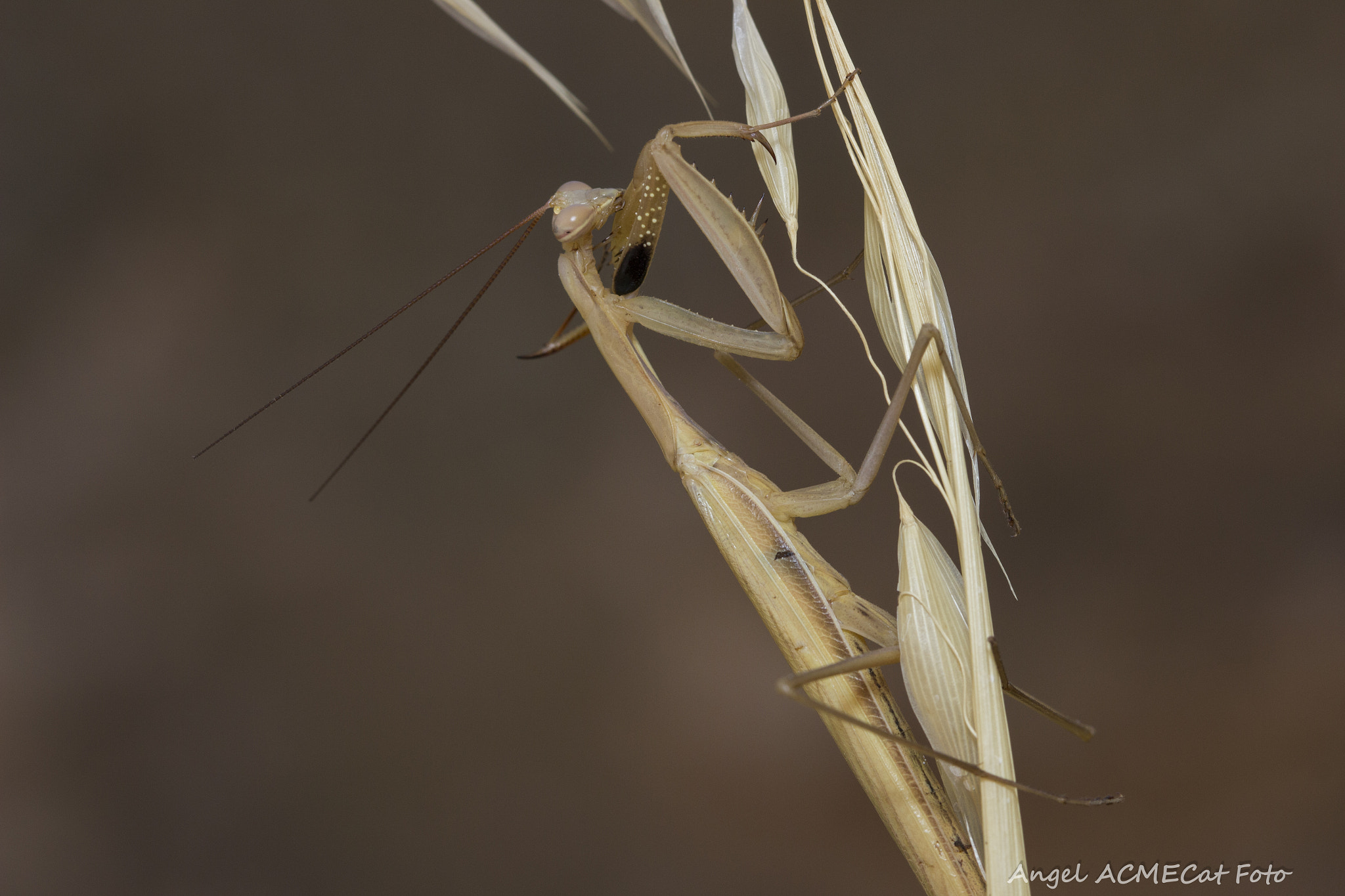 Canon EF 100mm F2.8 Macro USM sample photo. Depredadora mantis religiosa photography
