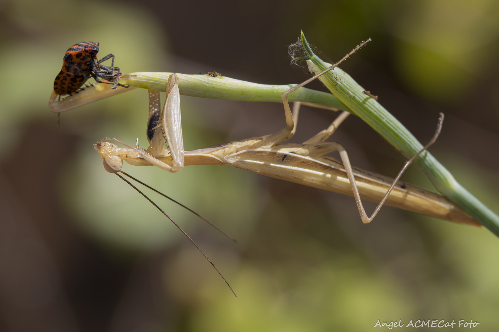 Canon EOS 600D (Rebel EOS T3i / EOS Kiss X5) + Canon EF 100mm F2.8 Macro USM sample photo. Depredadora mantis religiosa photography