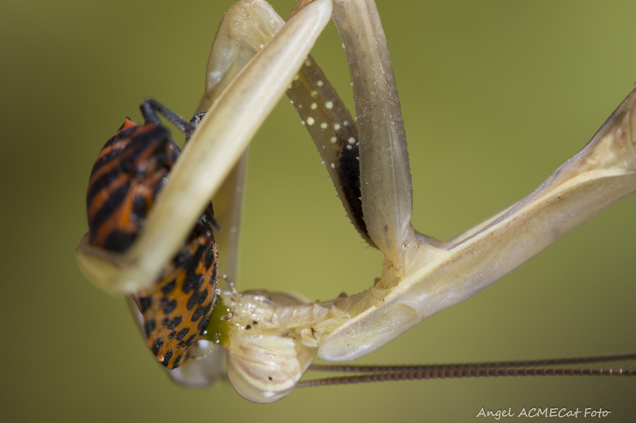Canon EF 100mm F2.8 Macro USM sample photo. Depredadora mantis religiosa photography