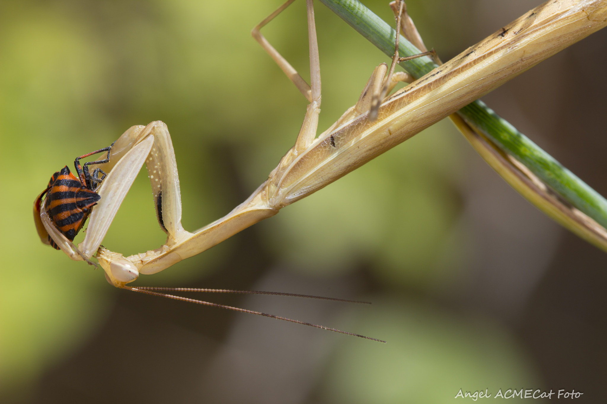 Canon EF 100mm F2.8 Macro USM sample photo. Depredadora mantis religiosa photography