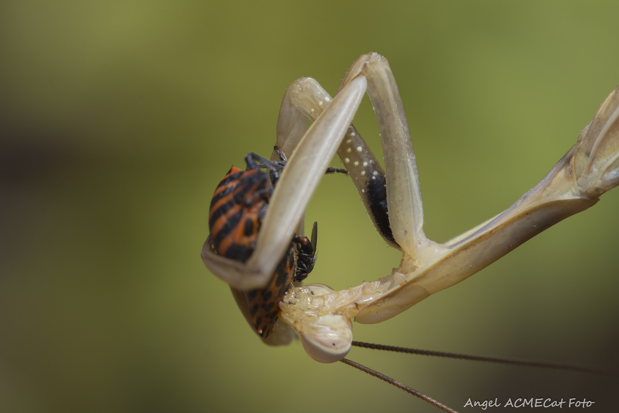 Canon EF 100mm F2.8 Macro USM sample photo. Depredadora mantis religiosa photography