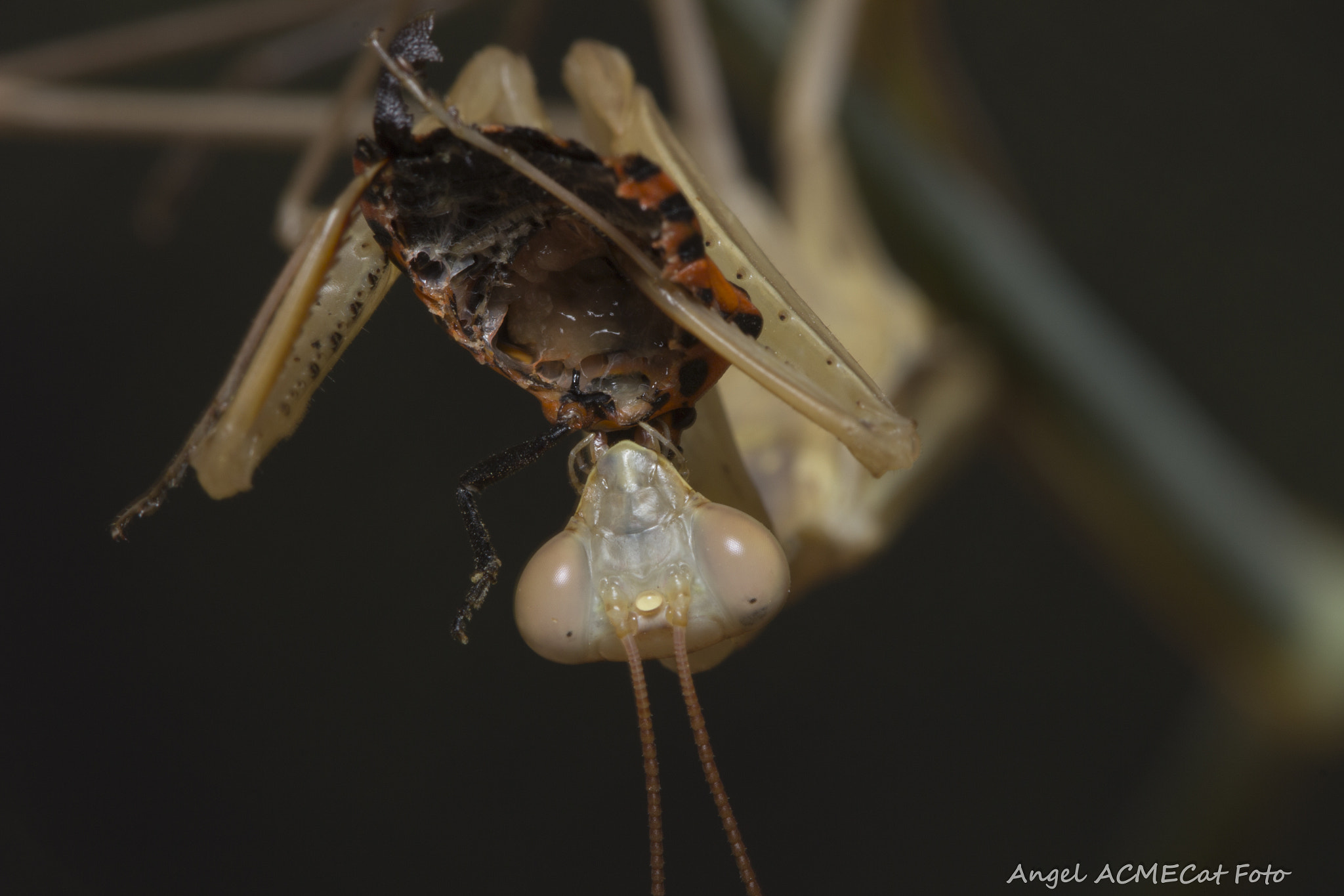 Canon EF 100mm F2.8 Macro USM sample photo. Depredadora mantis religiosa photography