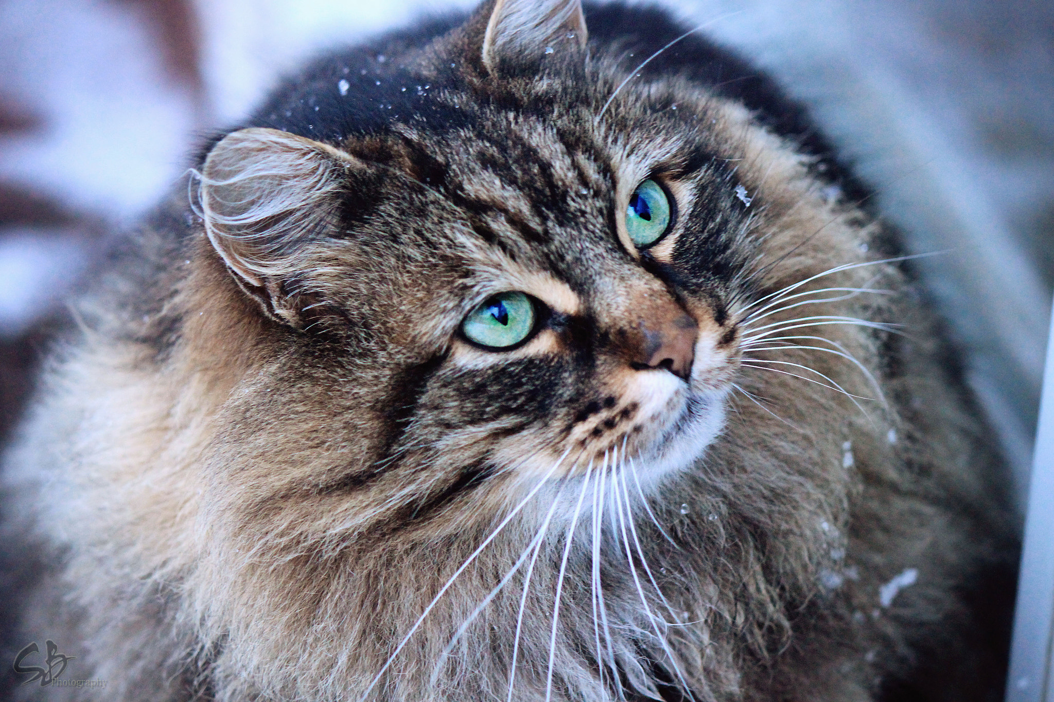 Canon EOS 500D (EOS Rebel T1i / EOS Kiss X3) sample photo. My little tiger photography