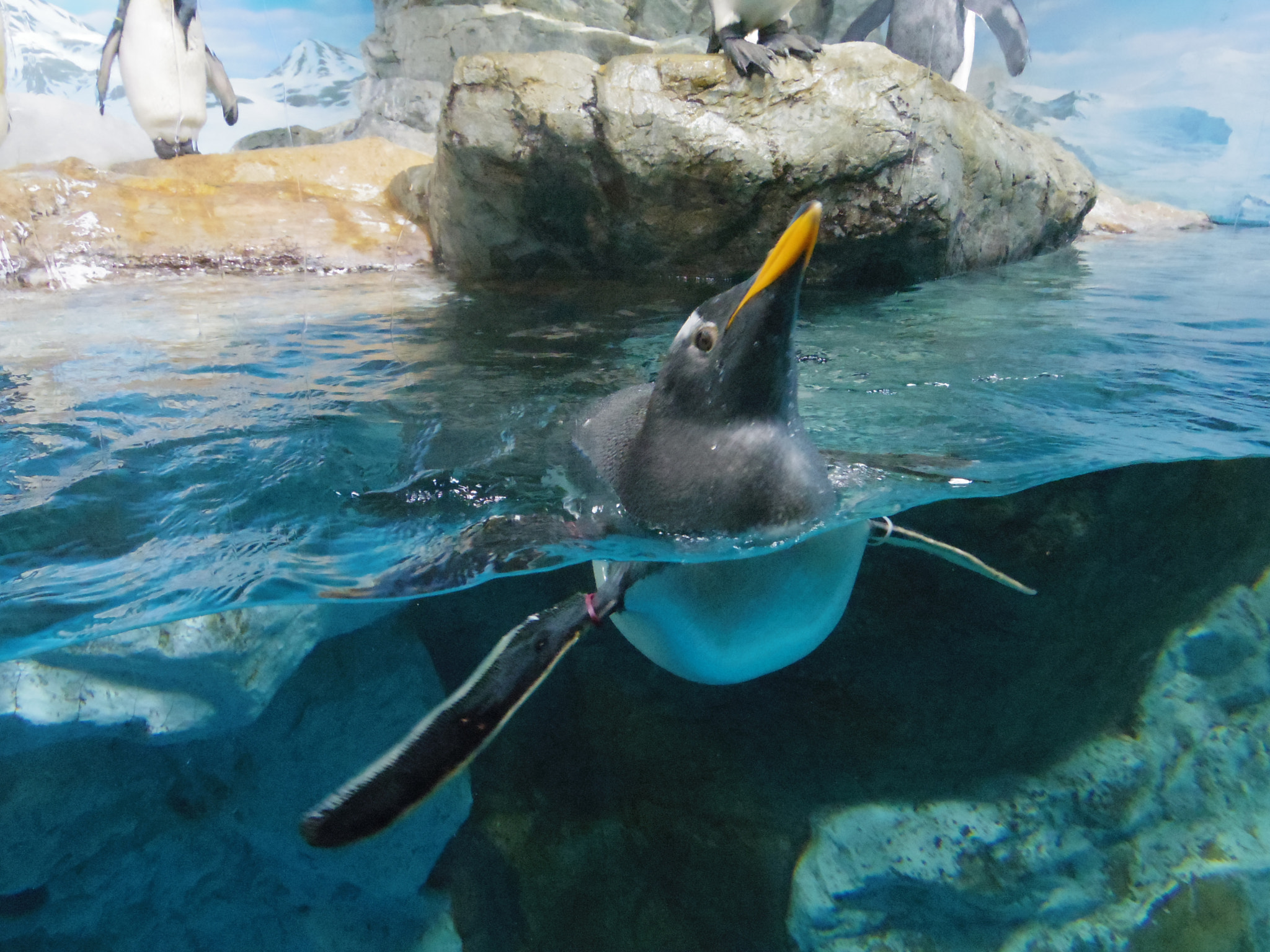 Pentax 02 Standard Zoom sample photo. Penguin photography