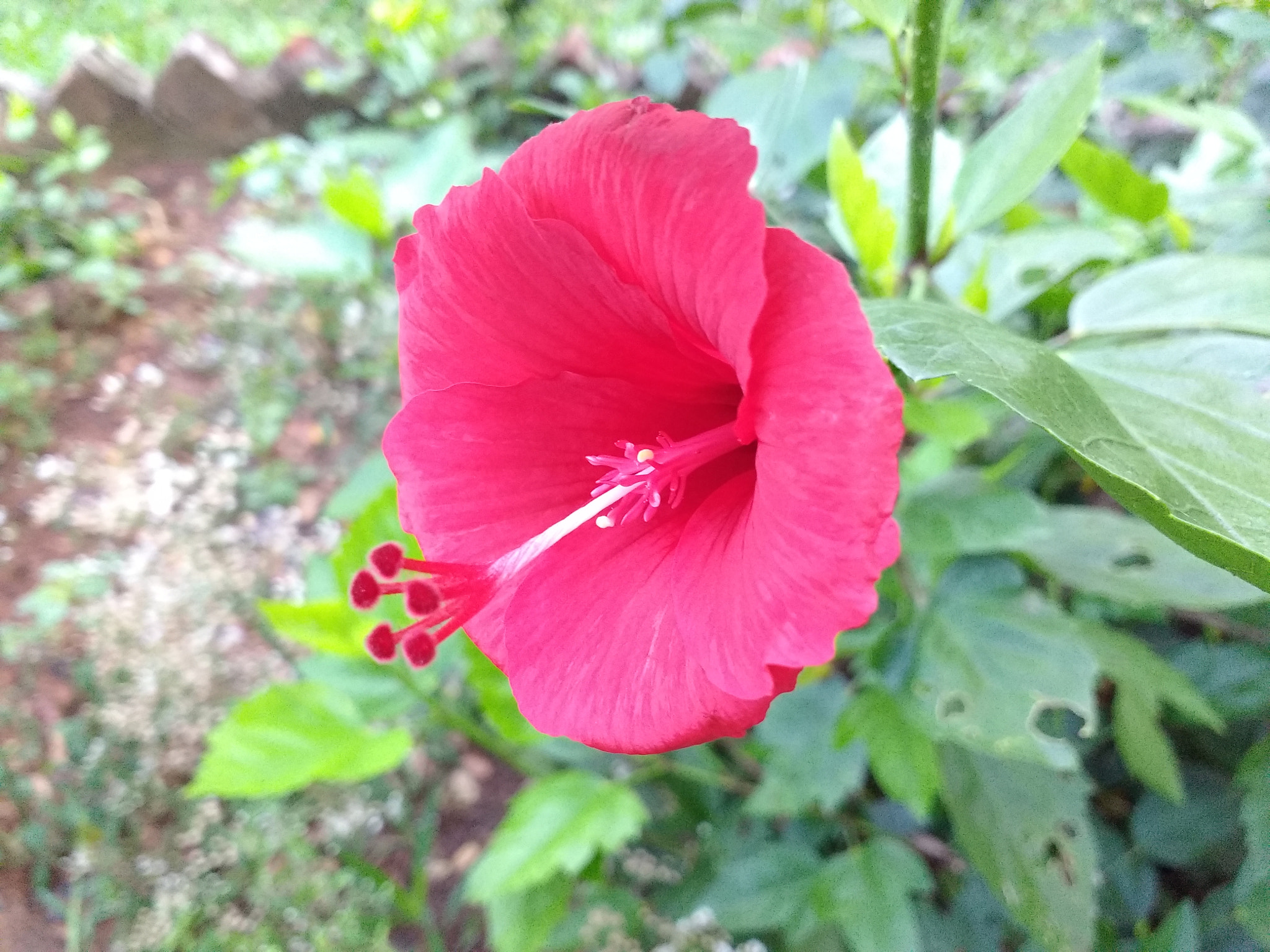 Motorola Moto G Turbo Edition sample photo. Hibiscus photography