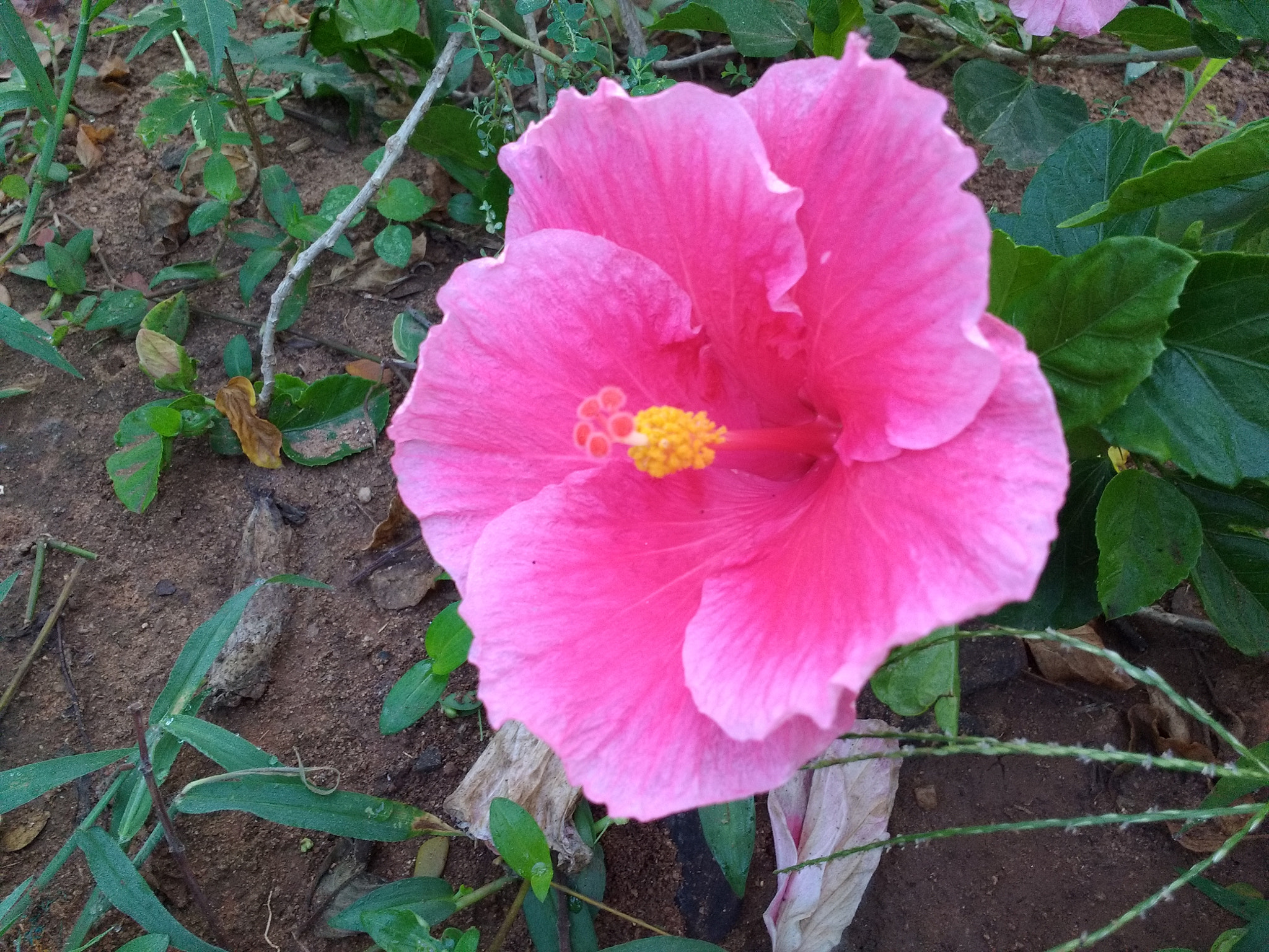 Motorola Moto G Turbo Edition sample photo. Ihibiscus photography