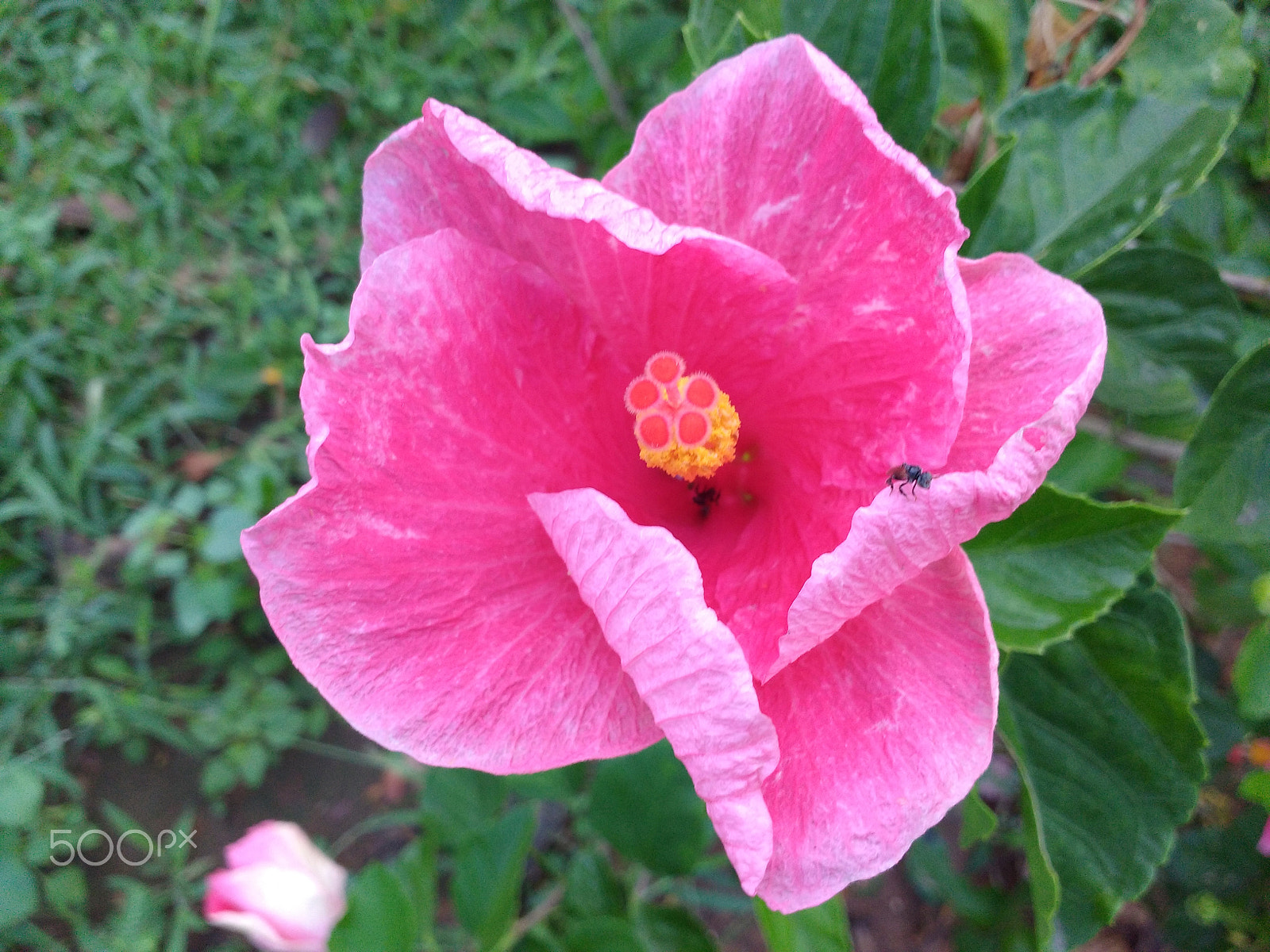 Motorola Moto G Turbo Edition sample photo. Petals of hibiscus photography