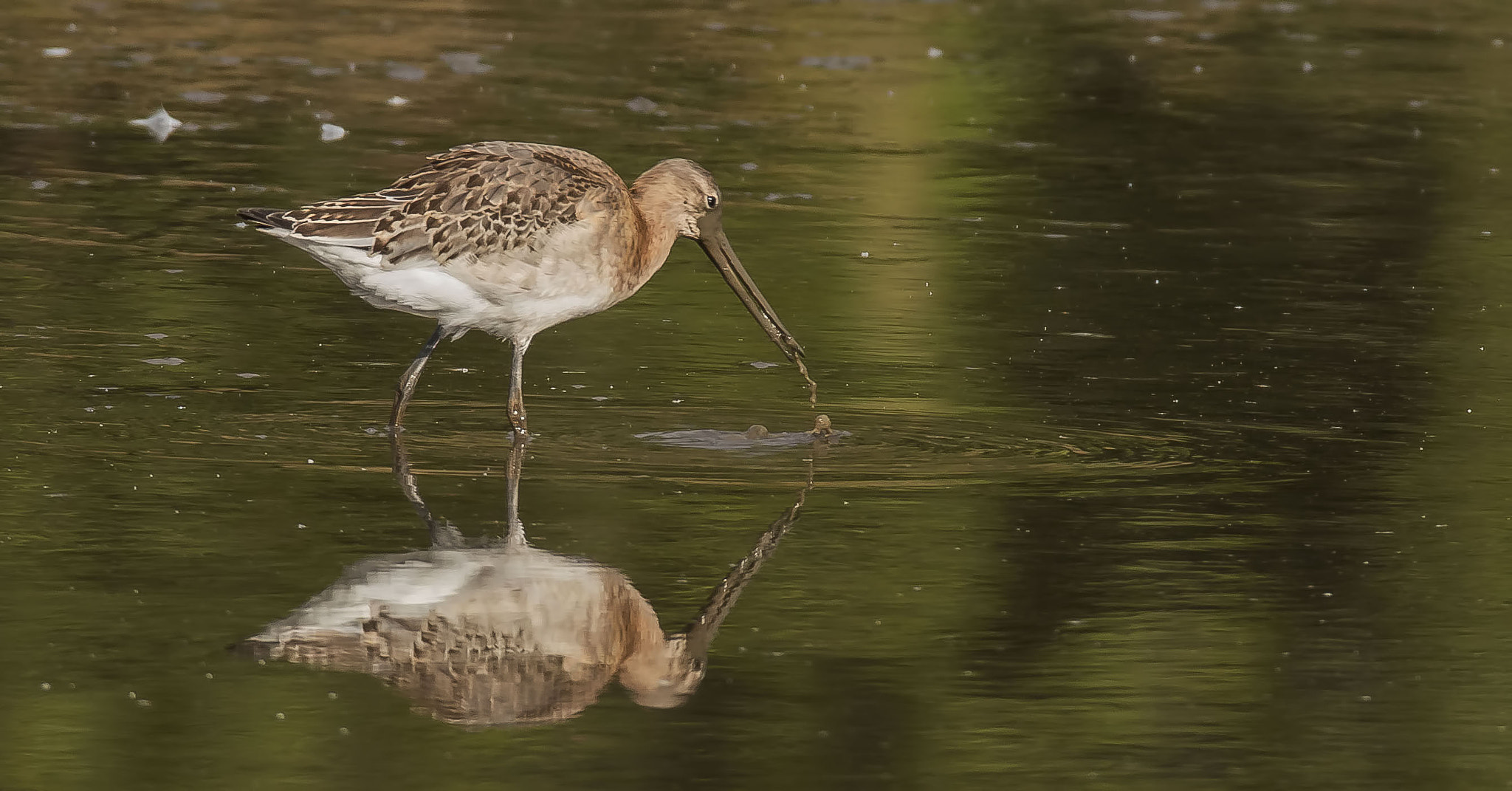 Canon EOS 70D + 150-600mm F5-6.3 DG OS HSM | Sports 014 sample photo. Black tailed godwit photography