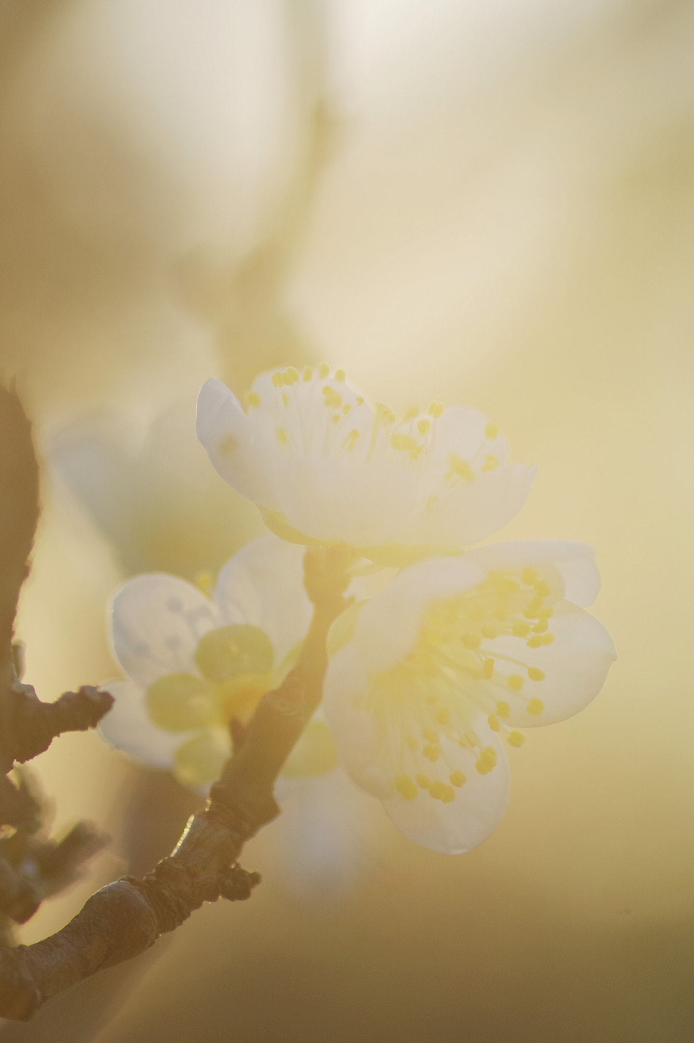 Tamron SP AF 90mm F2.8 Di Macro sample photo. Early spring photography
