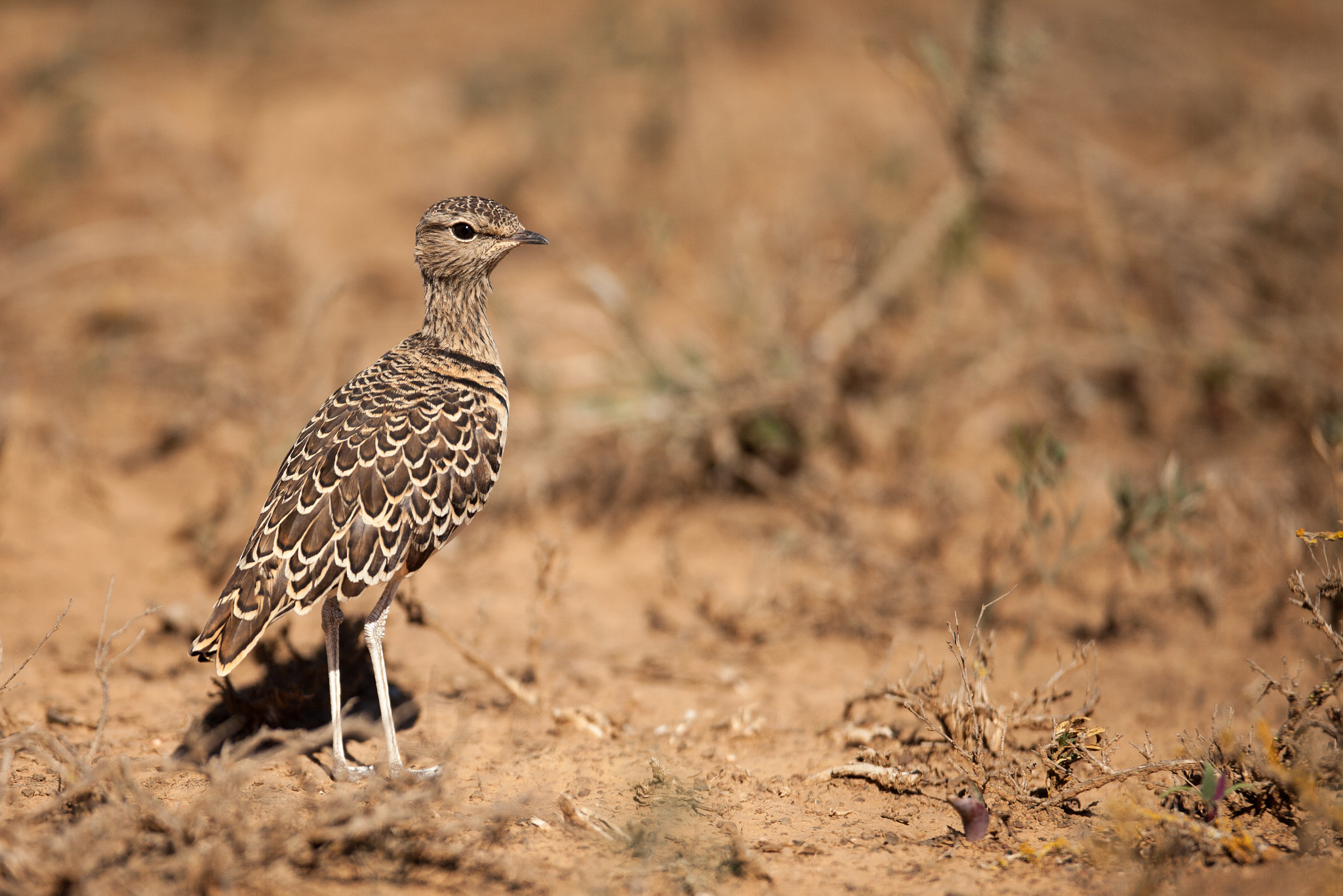 Canon EF 400mm F2.8L IS USM sample photo. Courser photography