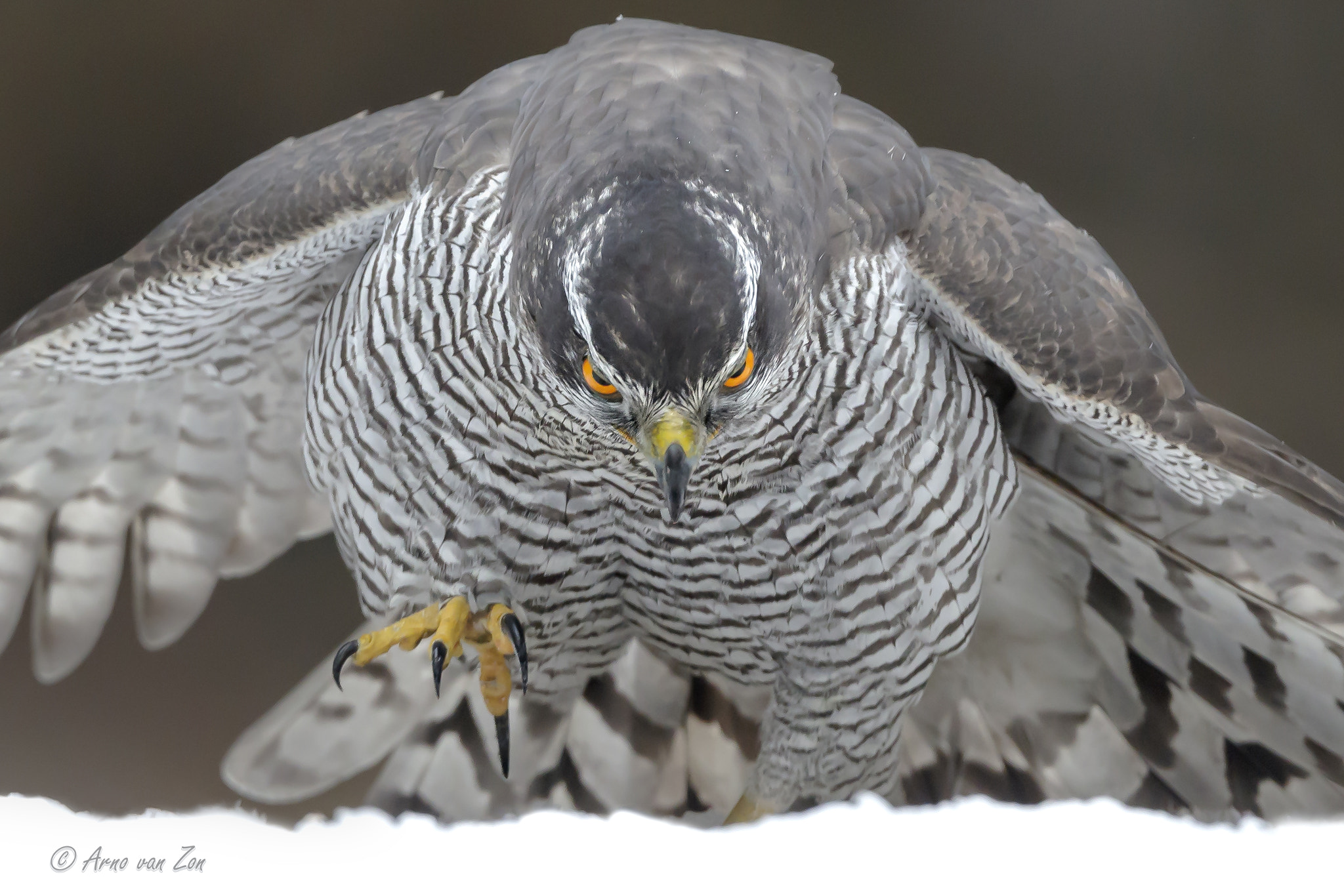 Canon EF 500mm F4L IS USM sample photo. Angry bird... photography