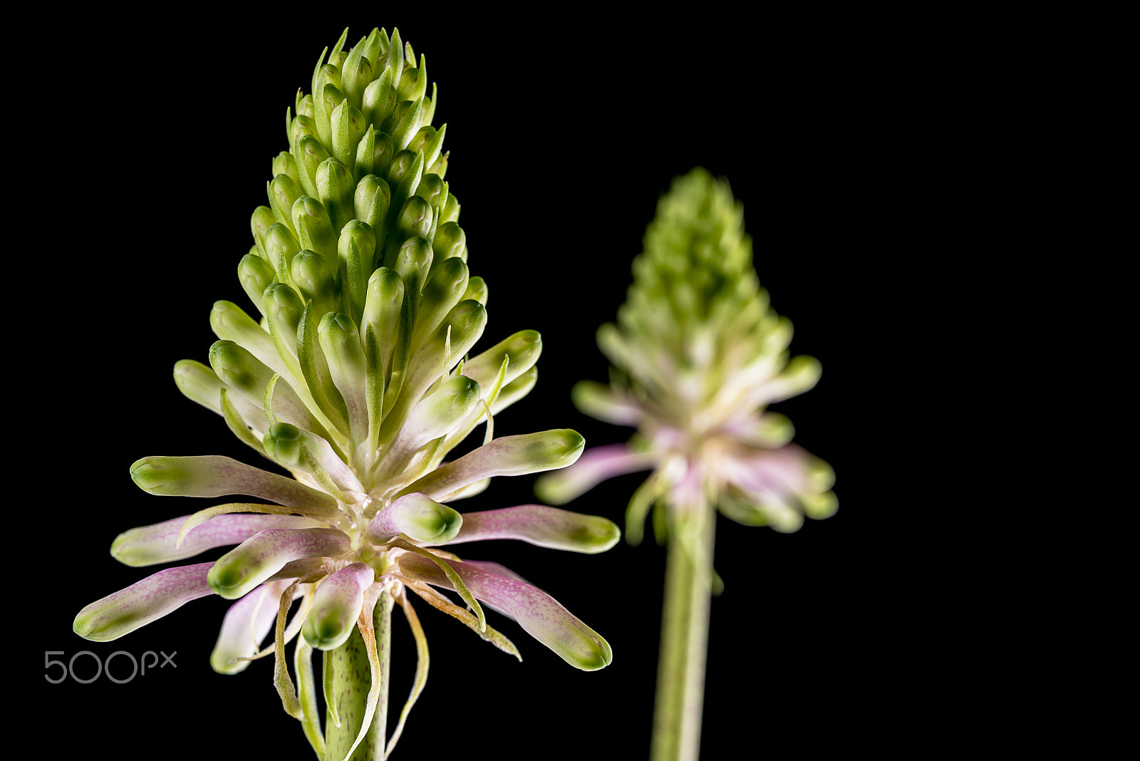 Nikon AF-S Micro-Nikkor 60mm F2.8G ED sample photo. A forest lily photography