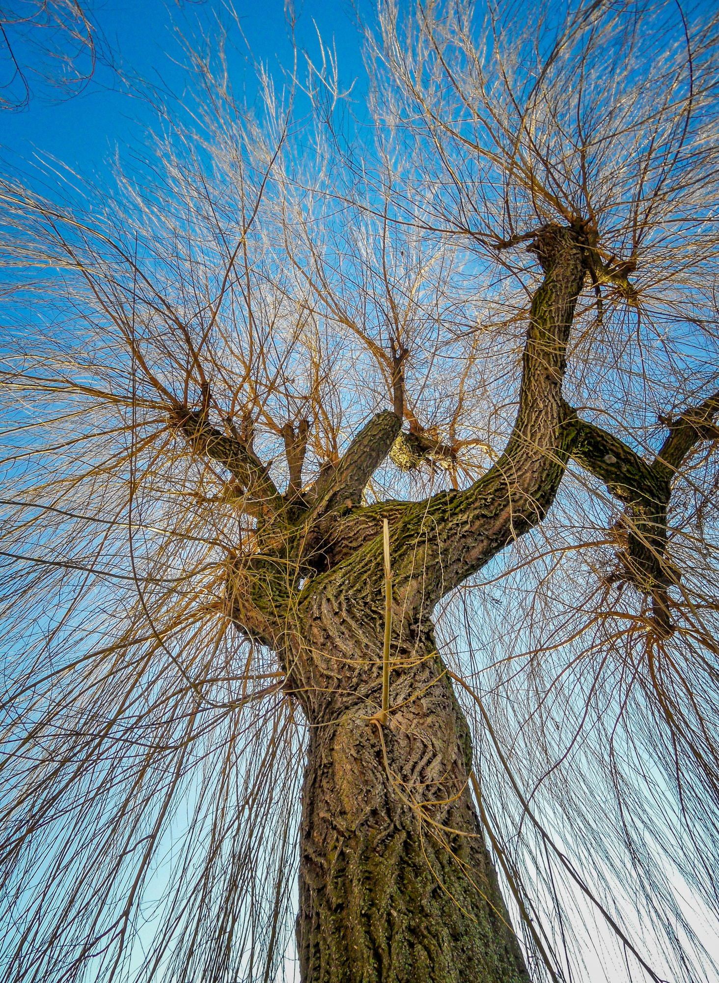 Samsung WB600 / VLUU WB600 /  WB610 sample photo. Weeping willow photography