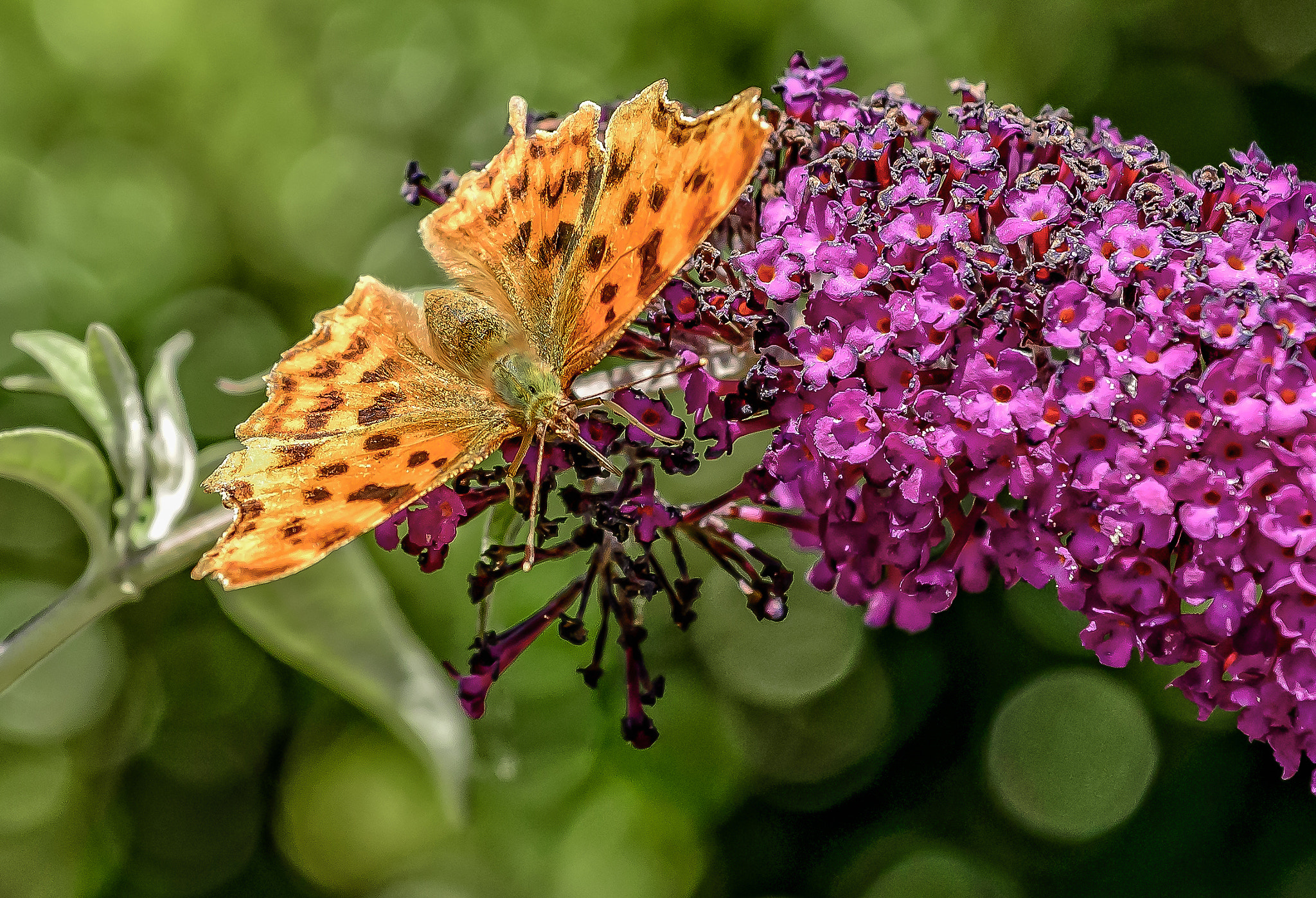 Nikon AF-S Nikkor 70-200mm F4G ED VR sample photo. Comma butterfly photography