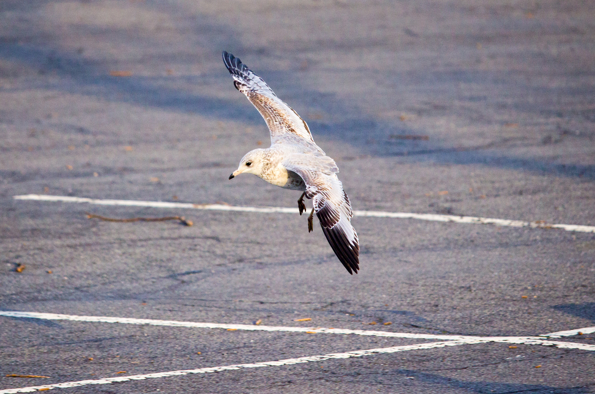 Canon EF-S 55-250mm F4-5.6 IS STM sample photo. Landing gear deployed photography