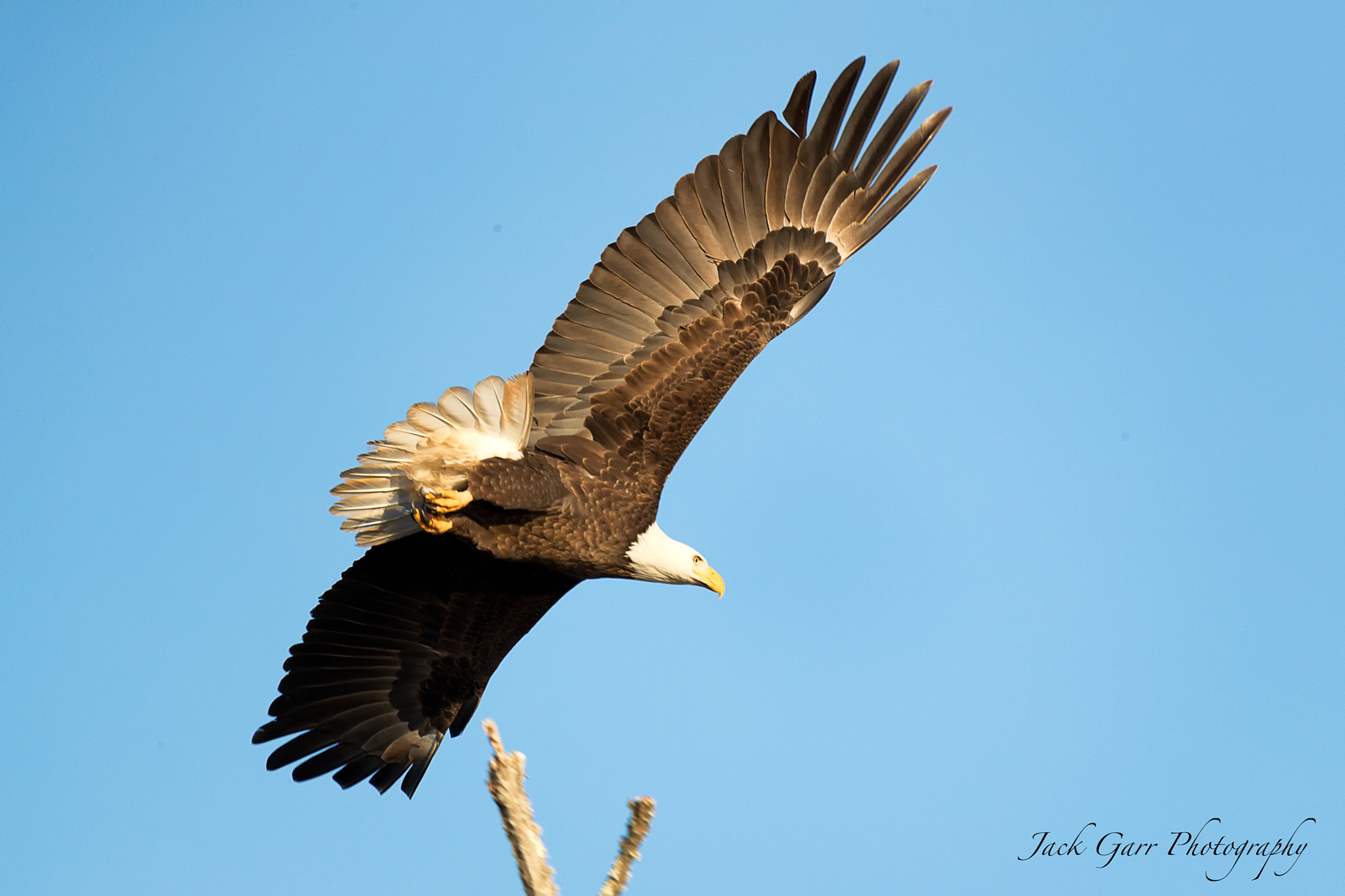 150-600mm F5-6.3 DG OS HSM | Sports 014 sample photo. Bald eagle photography