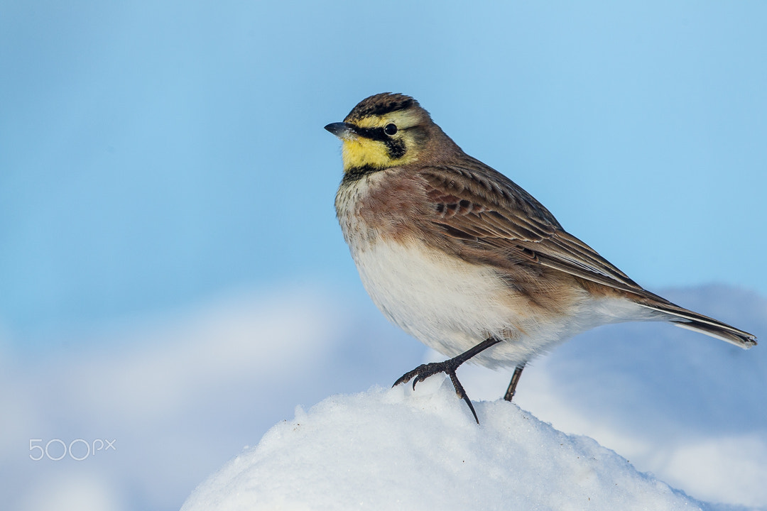 Canon EOS-1D Mark IV + Canon EF 500mm F4L IS USM sample photo. Horned lark photography