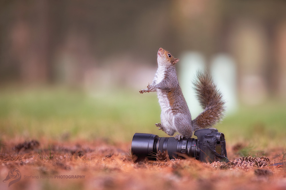 Canon EF 300mm F2.8L IS USM sample photo. Jump photography