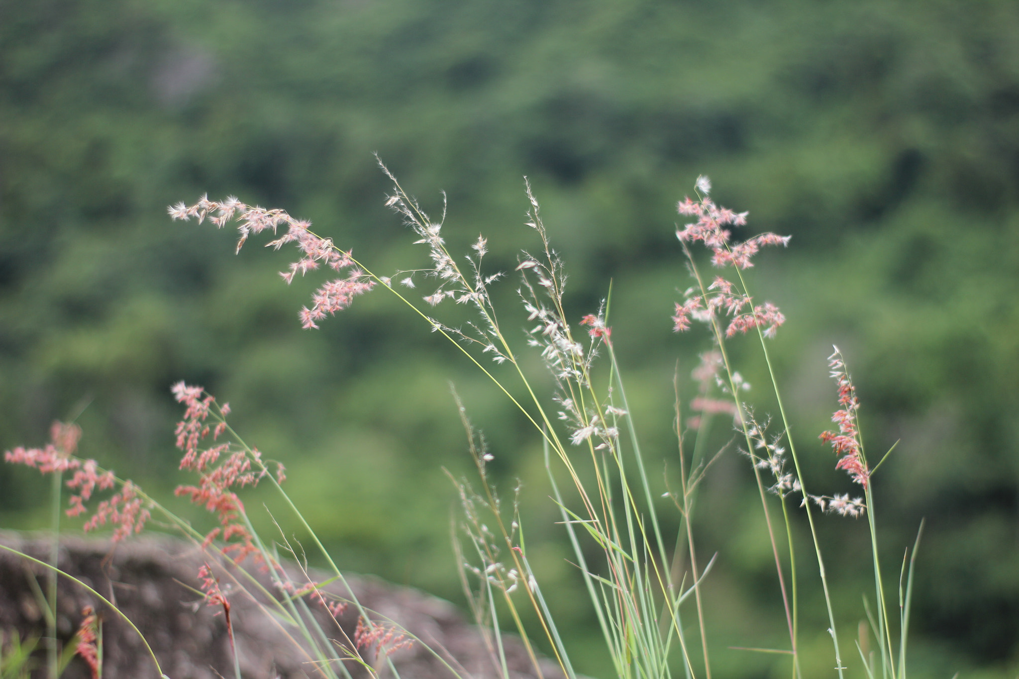 Canon 50mm sample photo
