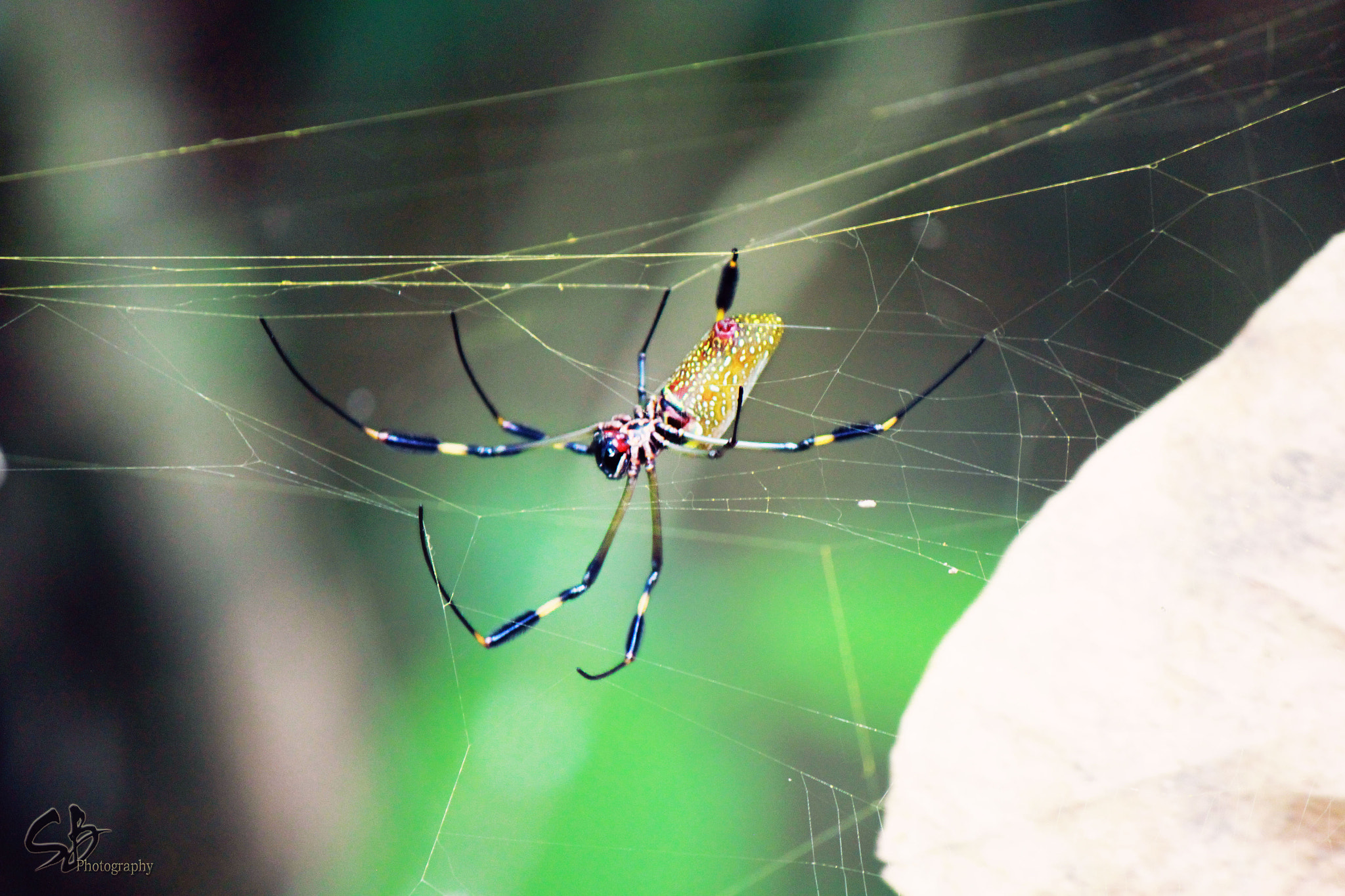 Canon EOS 500D (EOS Rebel T1i / EOS Kiss X3) + Canon EF-S 55-250mm F4-5.6 IS II sample photo. Golden orb-web spider photography