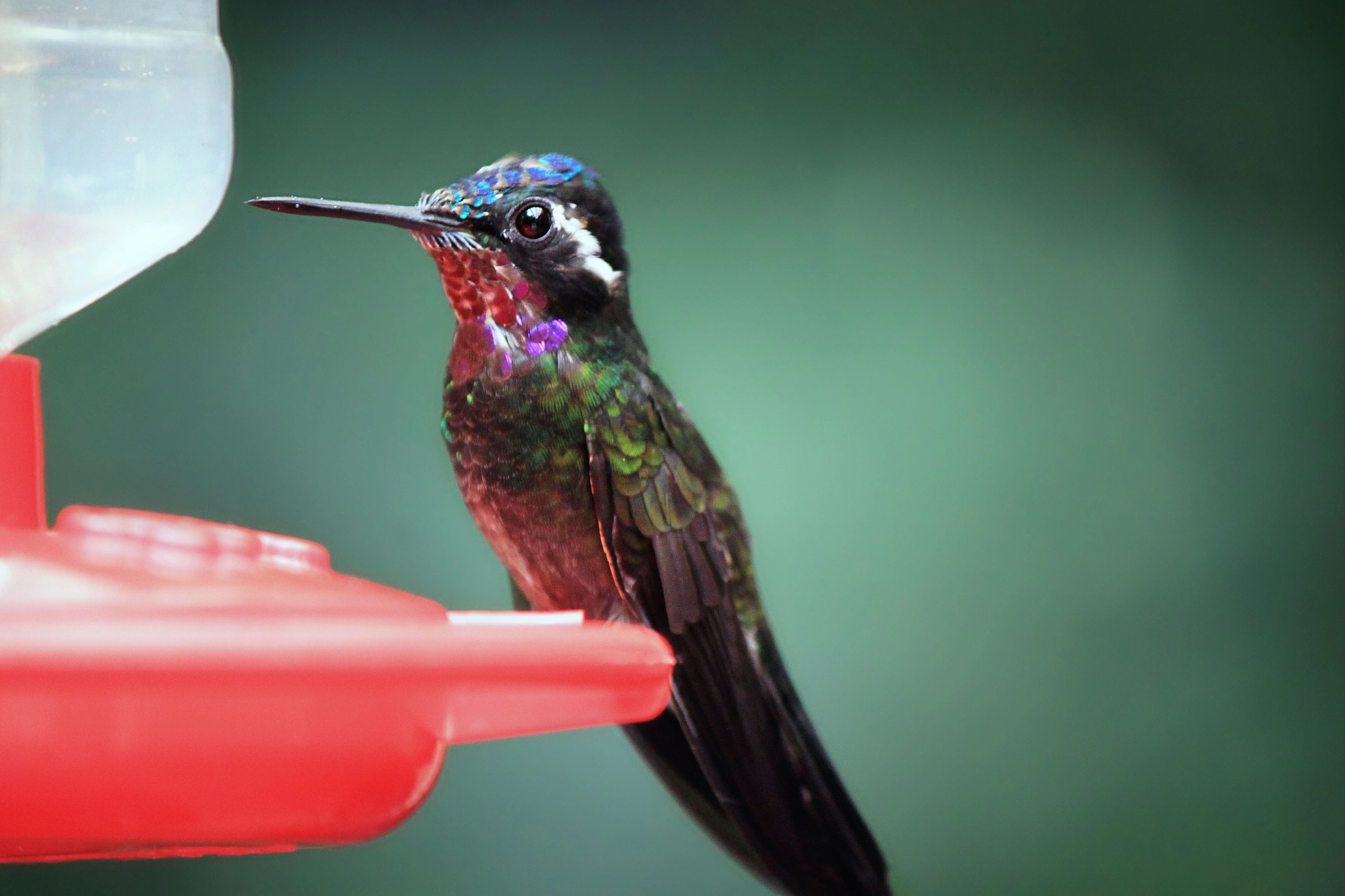 Canon EOS 500D (EOS Rebel T1i / EOS Kiss X3) sample photo. Purple-throated mountain-gem photography