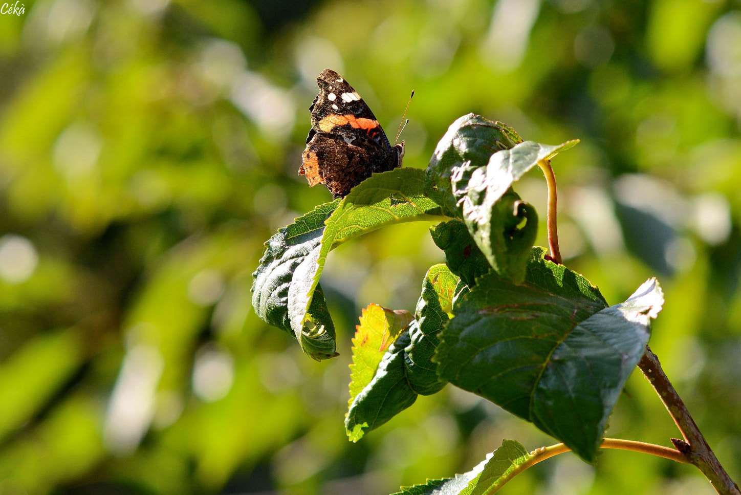 Nikon D800E sample photo. Swallowtail and butterfly photography